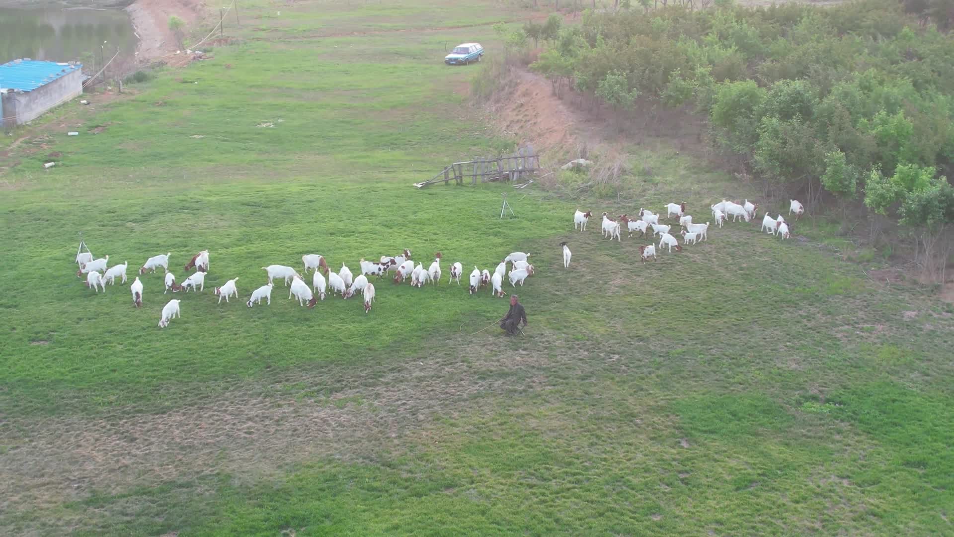 航拍农民放羊草地放牧农村养殖场河道整齐的农田山羊羊群放羊人羊吃草赶羊生态放羊牧羊人农村视频的预览图