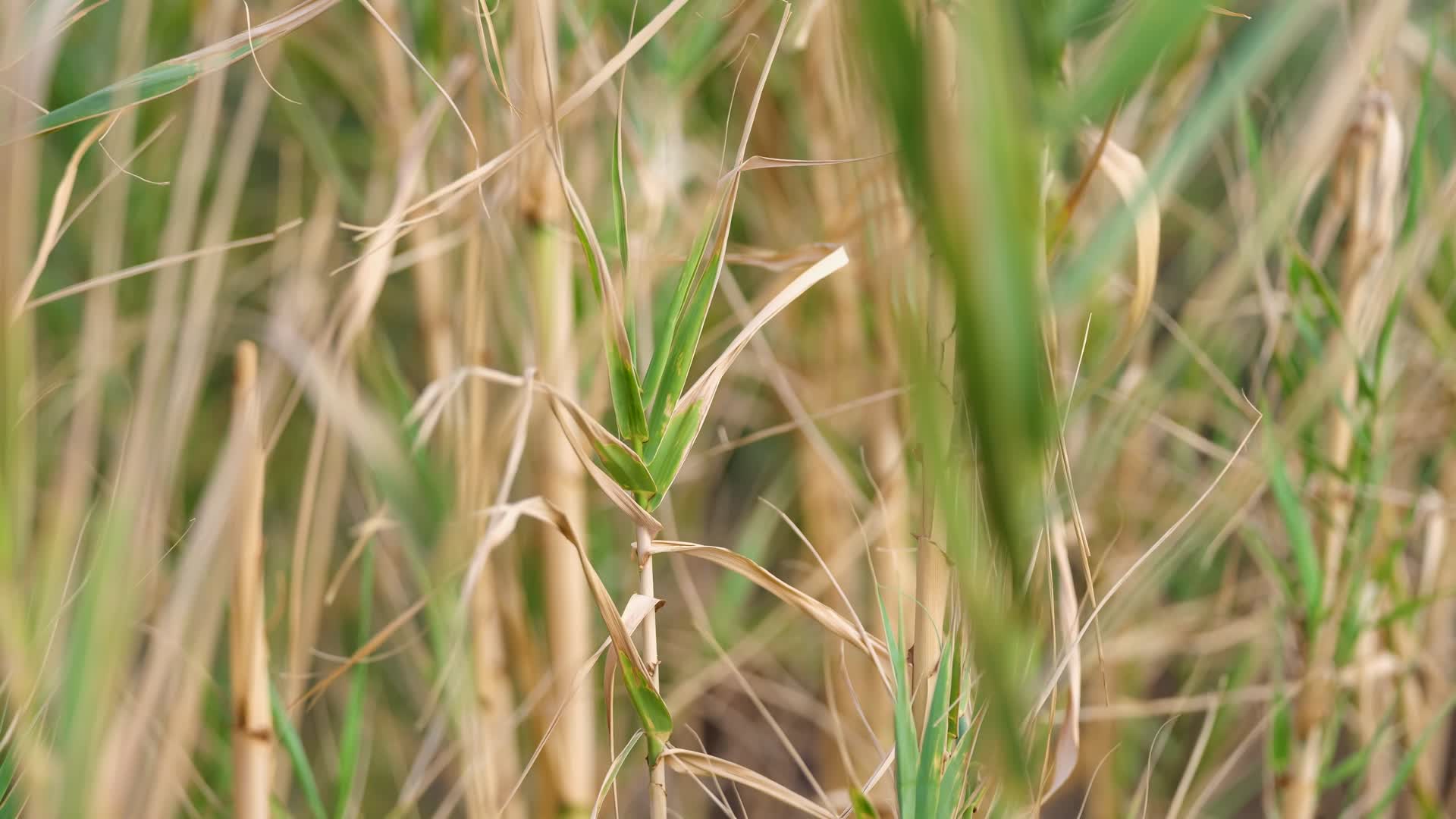 秋季稻草视频的预览图
