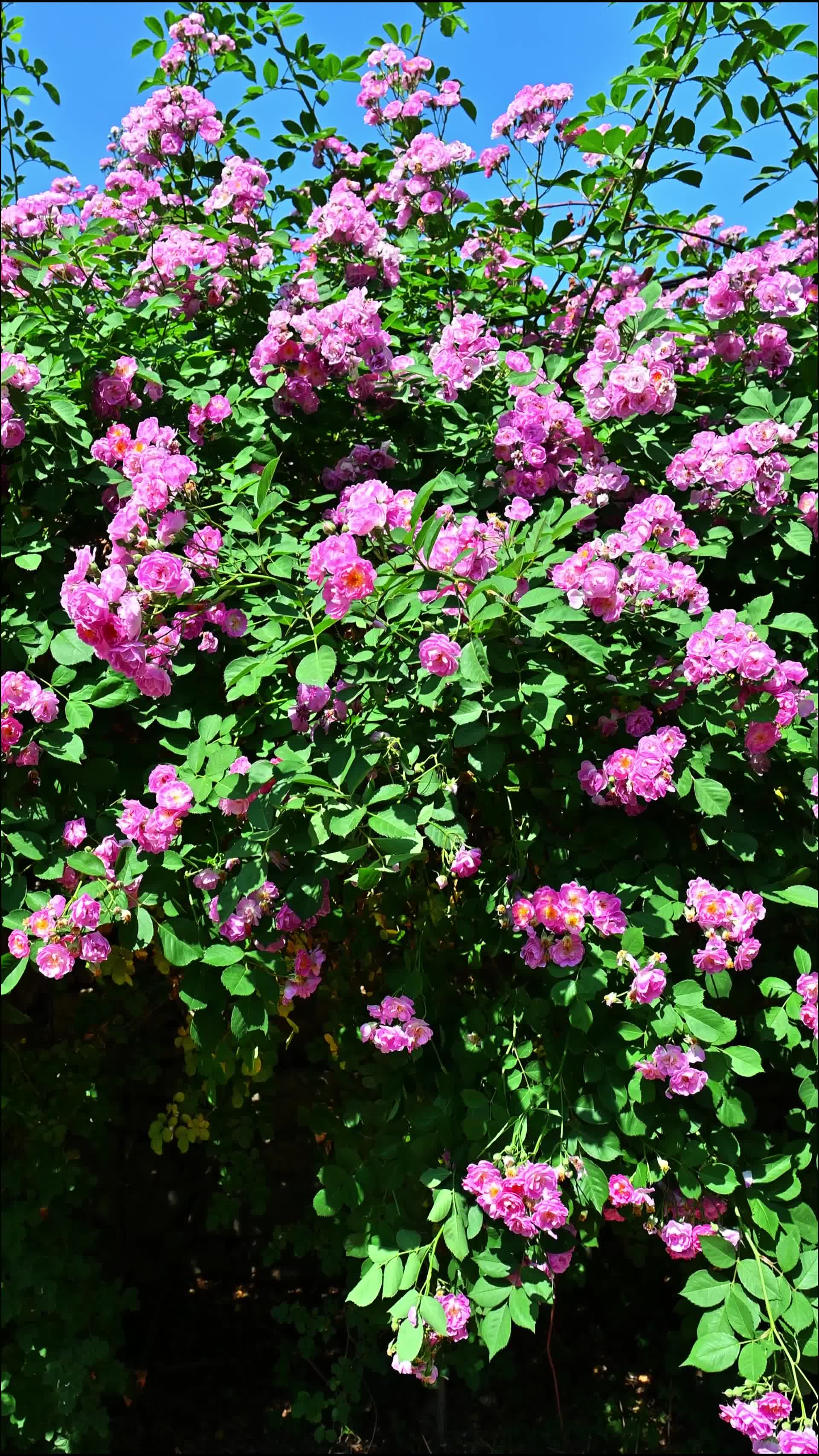 盛开的蔷薇花视频的预览图