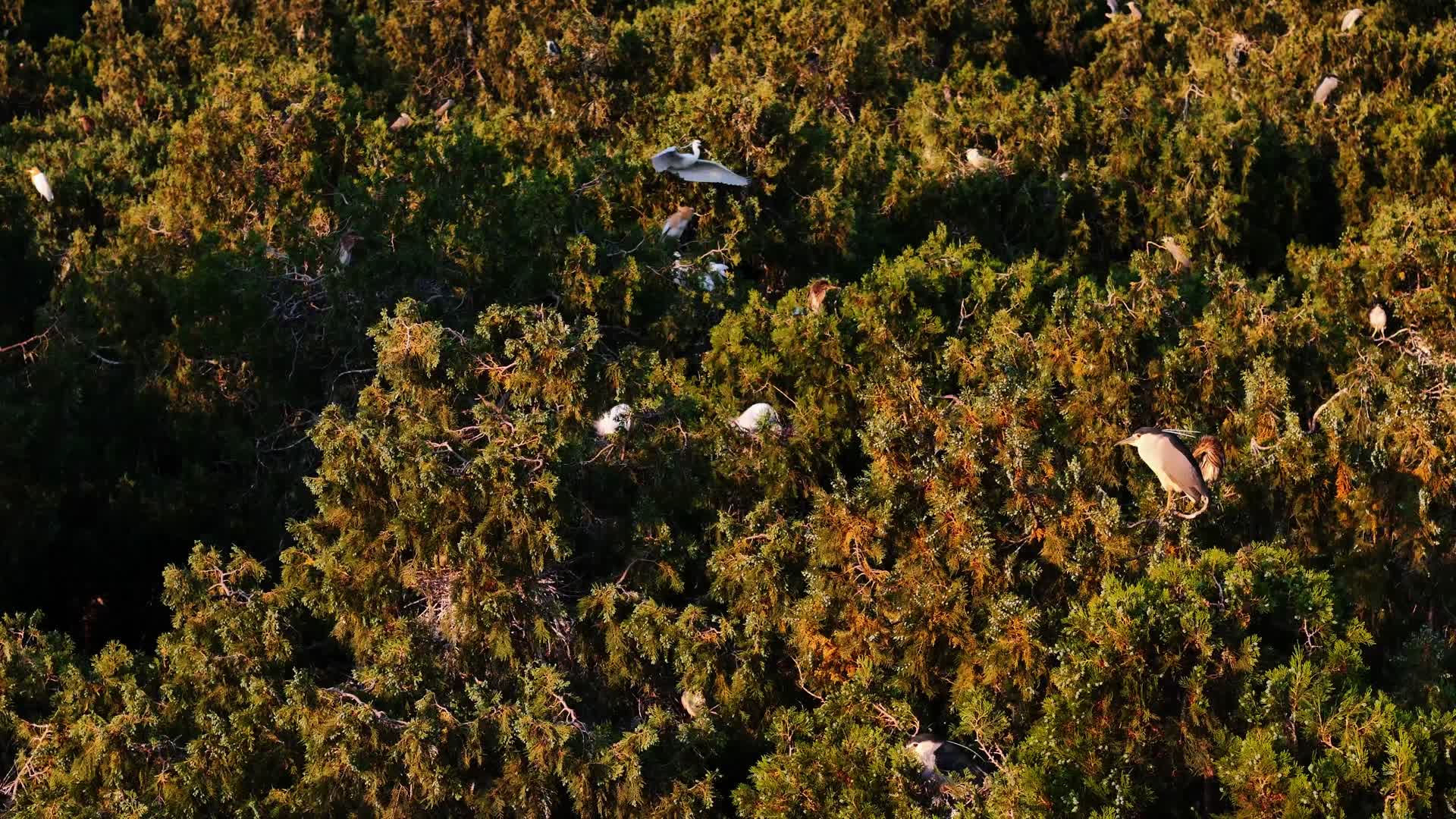 航拍岩马湖白鹭视频的预览图