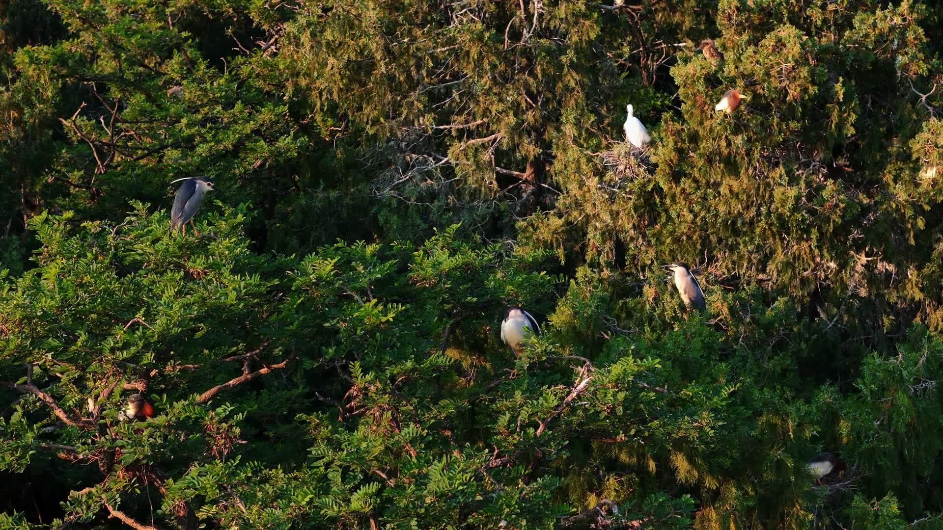 航拍岩马湖白鹭视频的预览图