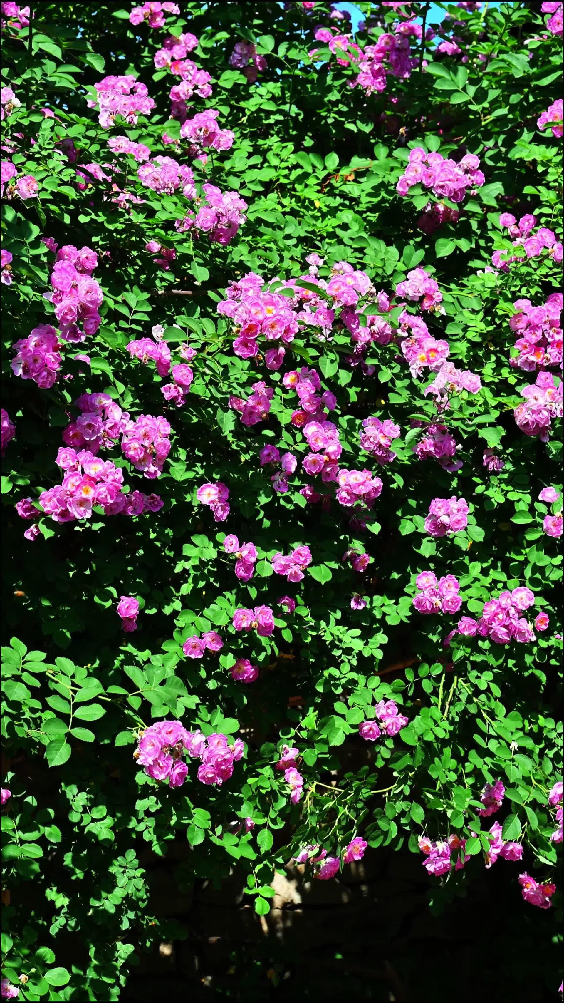 蔷薇花视频的预览图