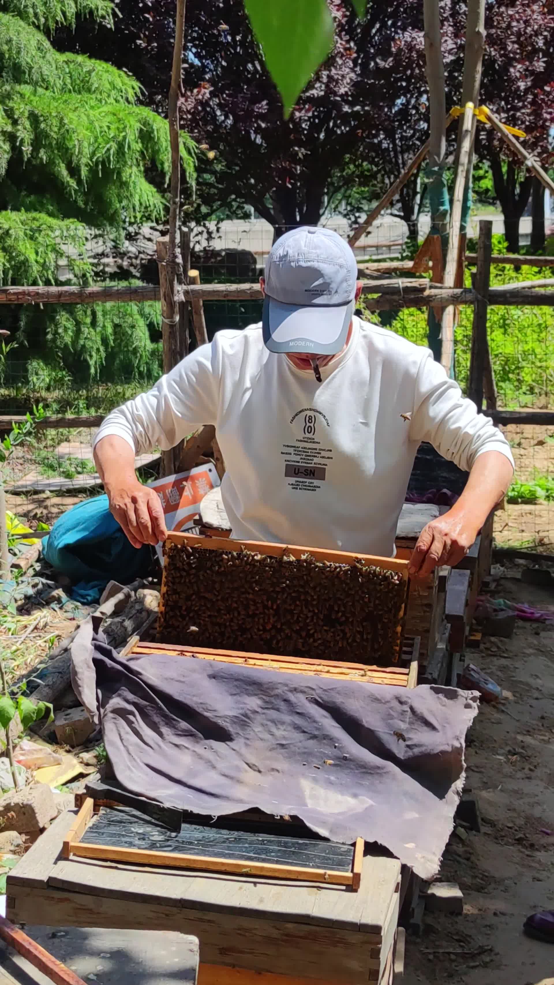 养蜂人小蜂蜜蜂箱视频的预览图