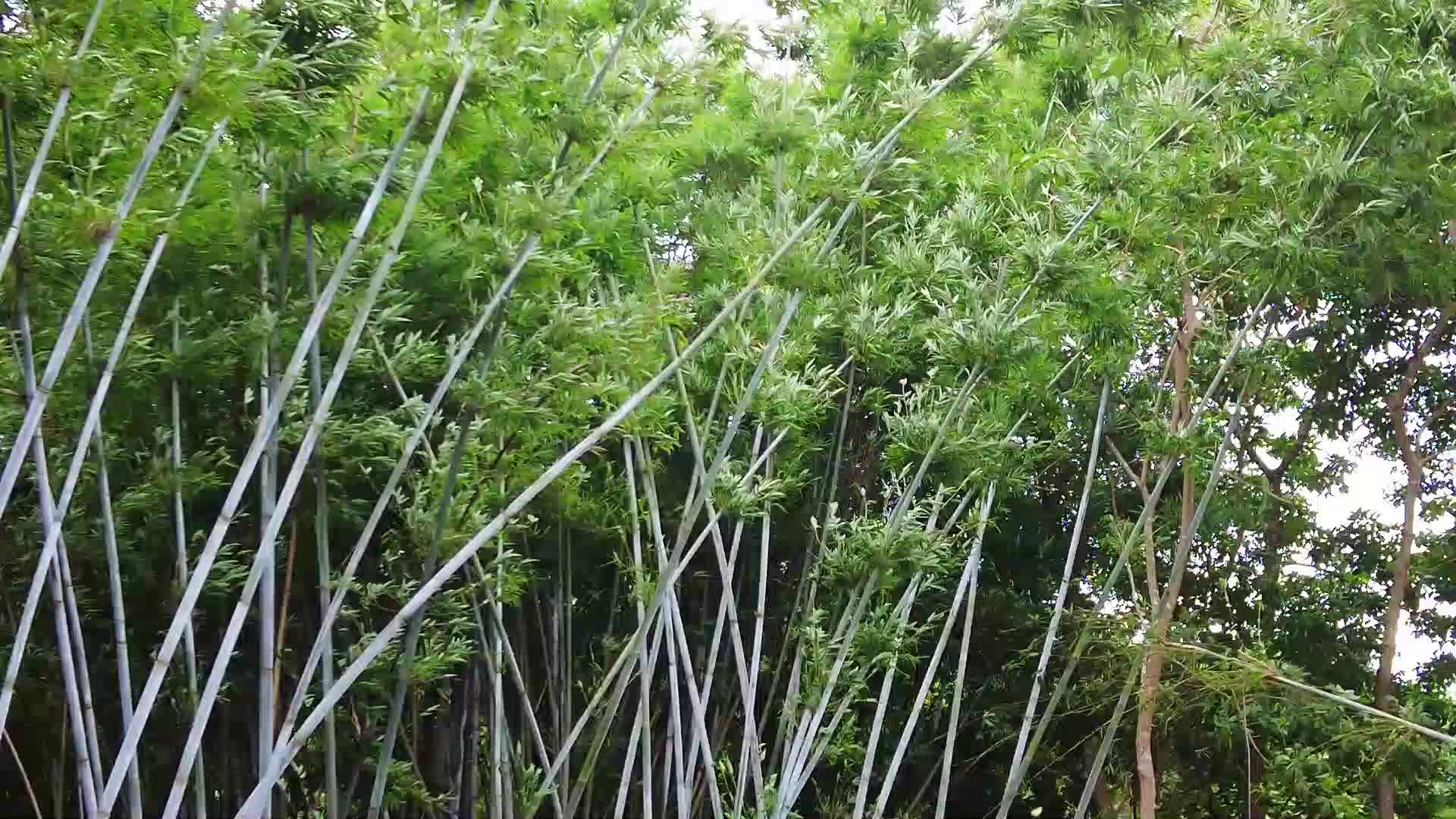 风吹竹子竹林视频的预览图