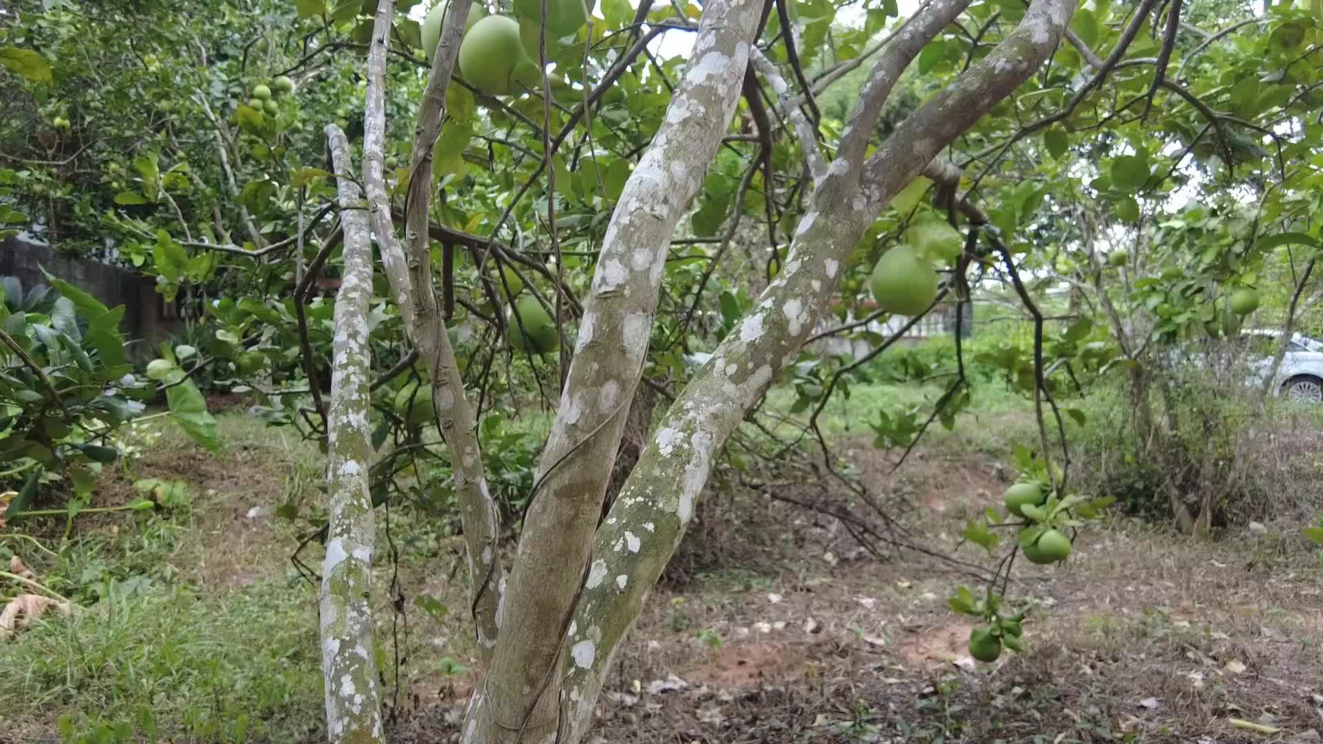 果树柚子树视频的预览图