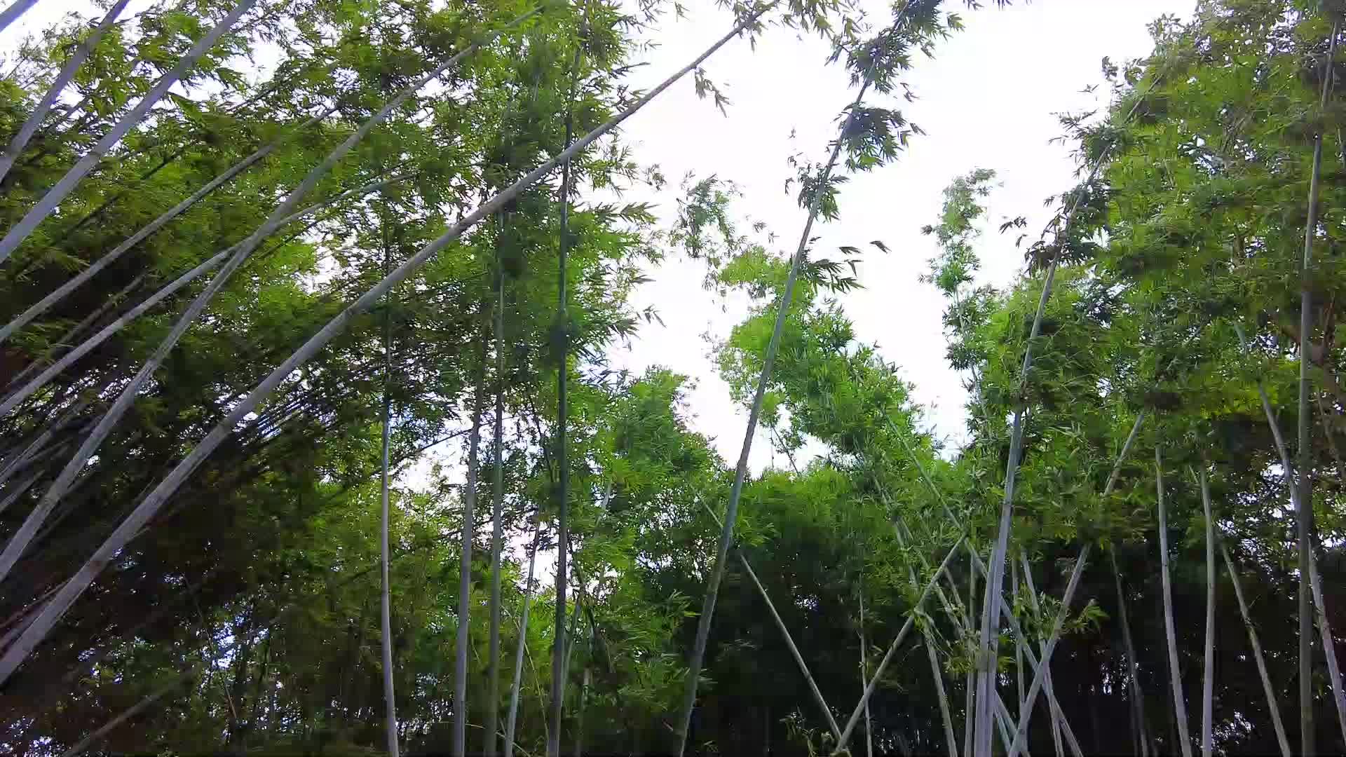 风吹竹子竹林视频的预览图