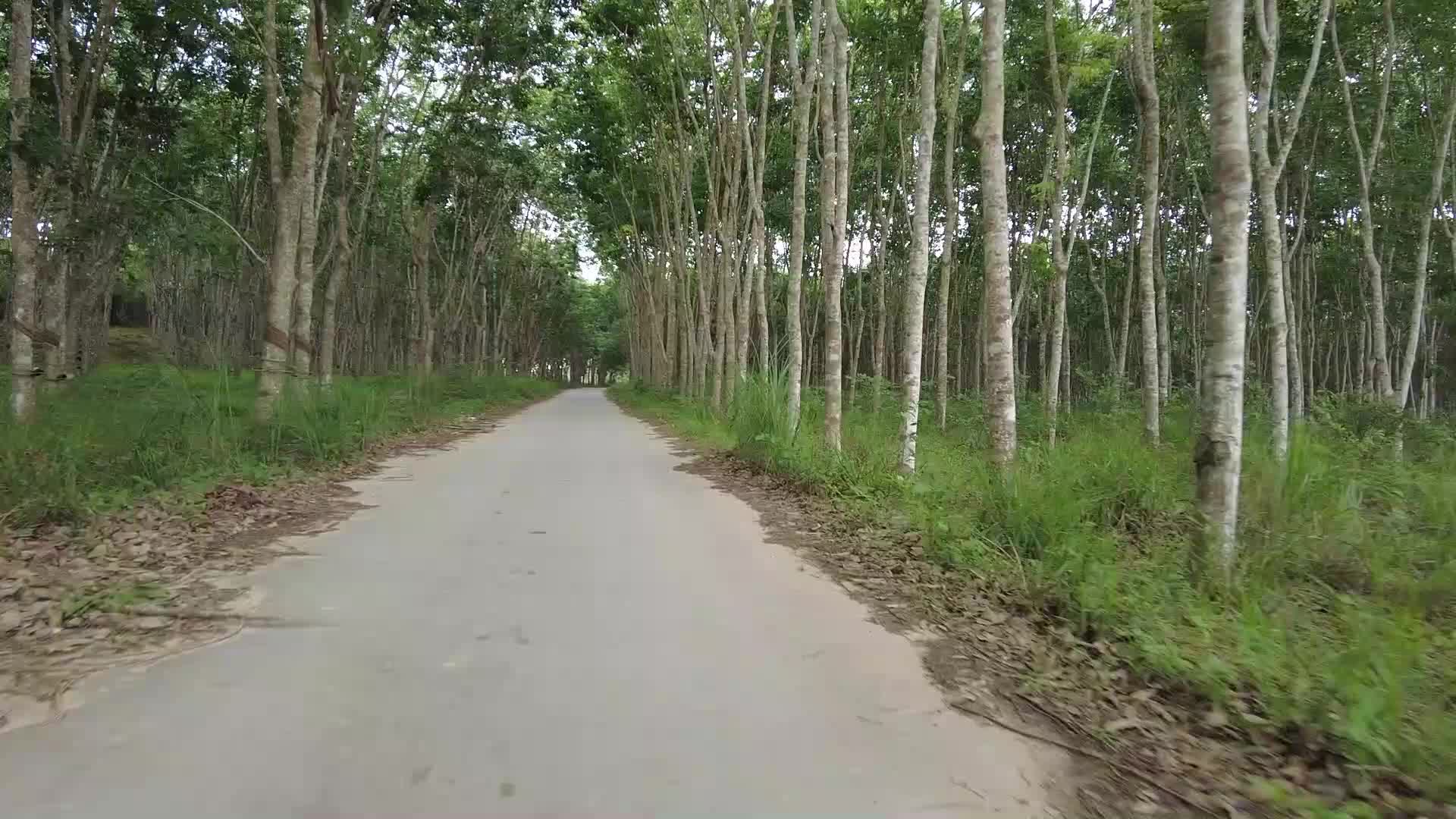 海南橡胶树林视频的预览图