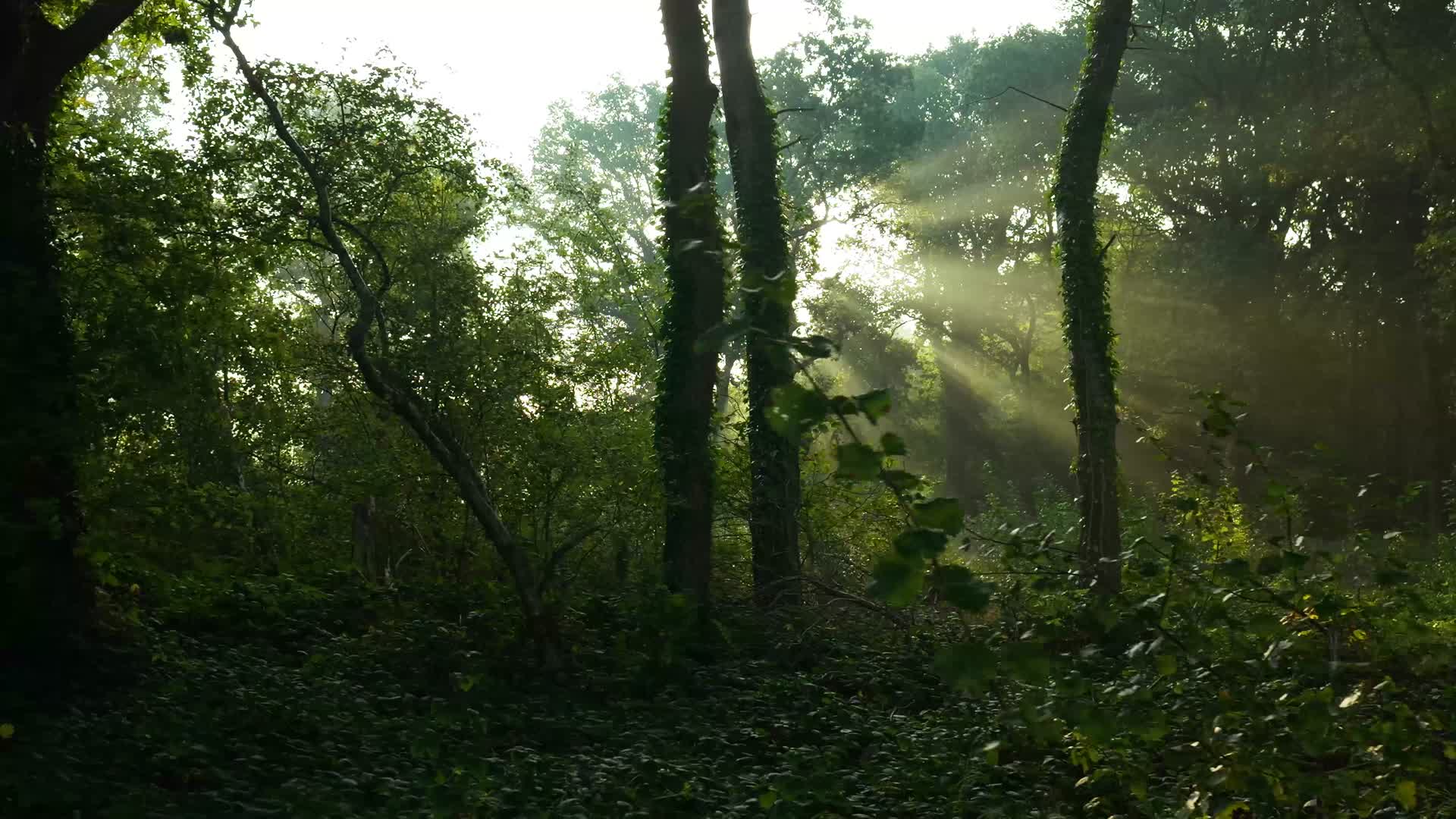 幽静森林视频的预览图