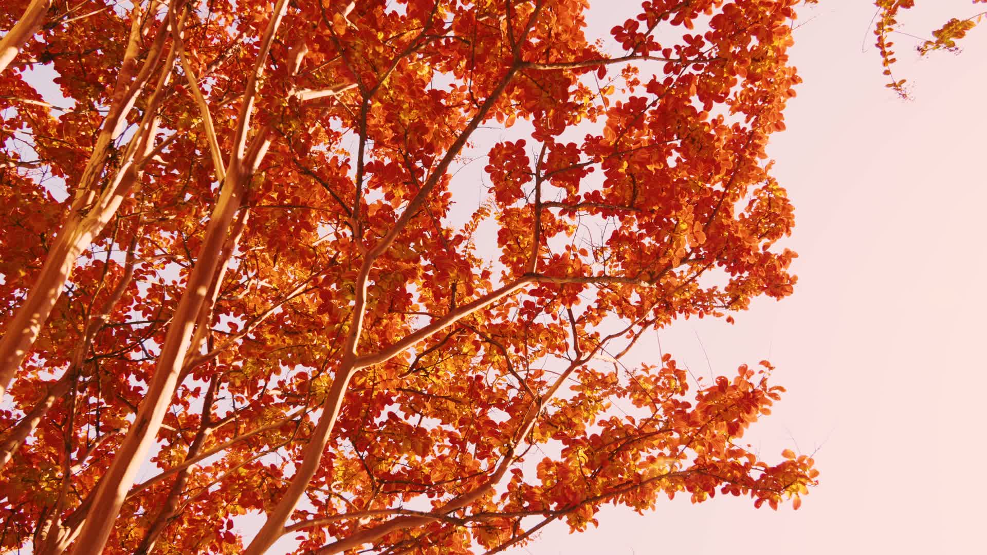 深秋红叶彩叶视频的预览图