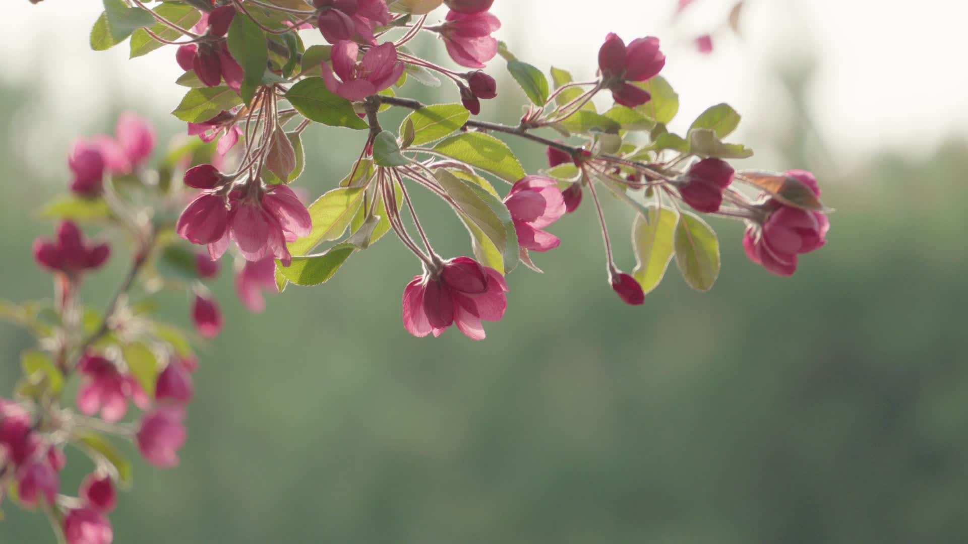 红色海棠花视频的预览图