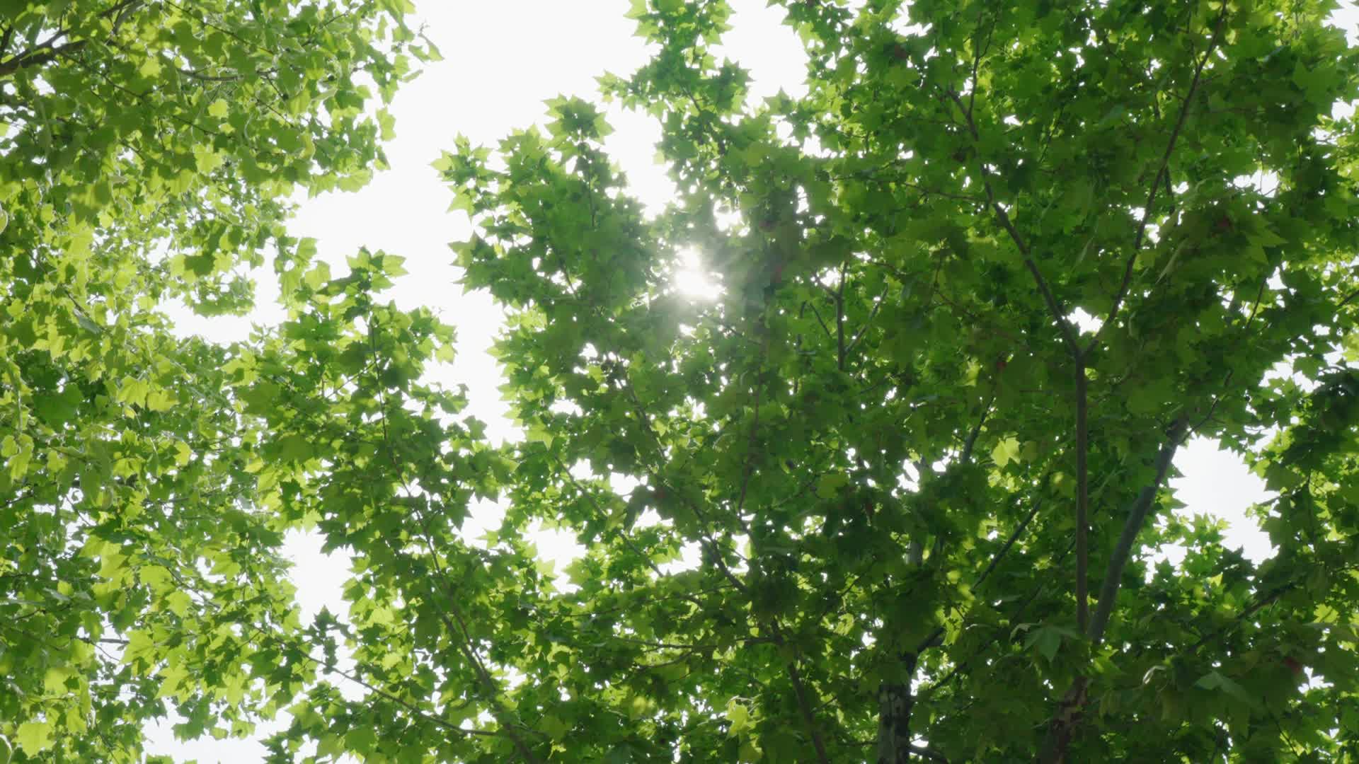 阳光透过绿色梧桐树叶视频的预览图