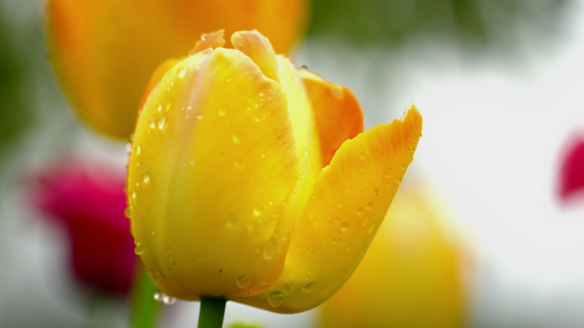 合集郁金香春菊三色堇鲜花盛开柳树露珠视频的预览图