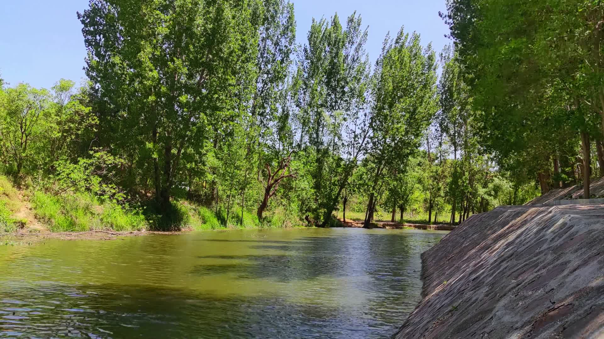 树林阳光河渠视频的预览图