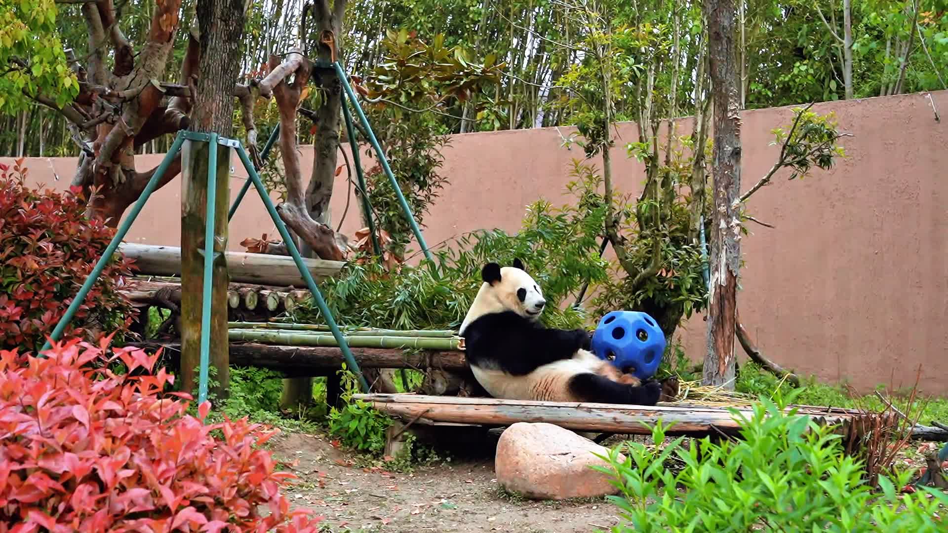 高清实拍大熊猫坐着慵懒吃竹笋玩球视频的预览图