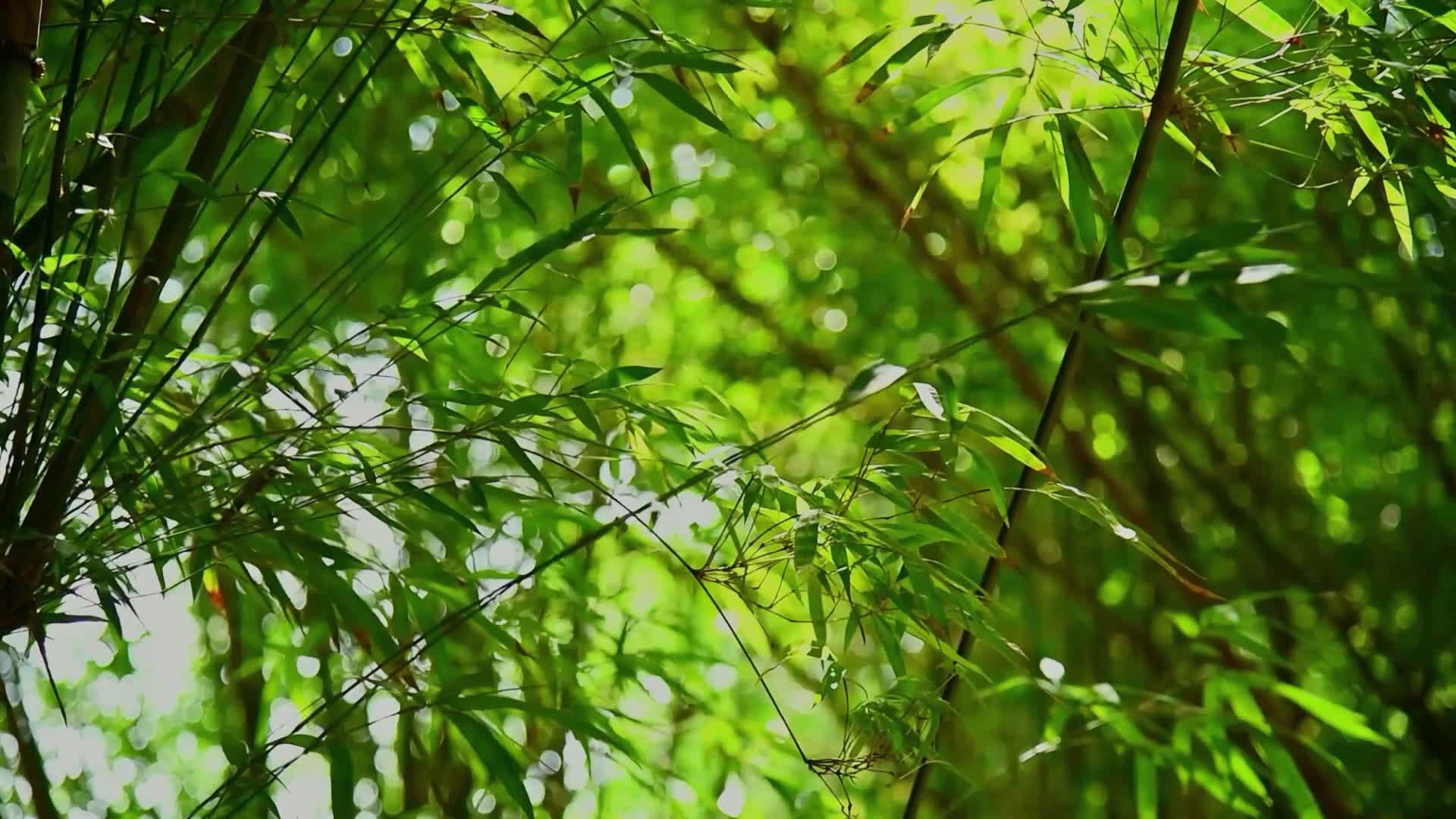 竹园竹叶竹林光影唯美意境视频的预览图