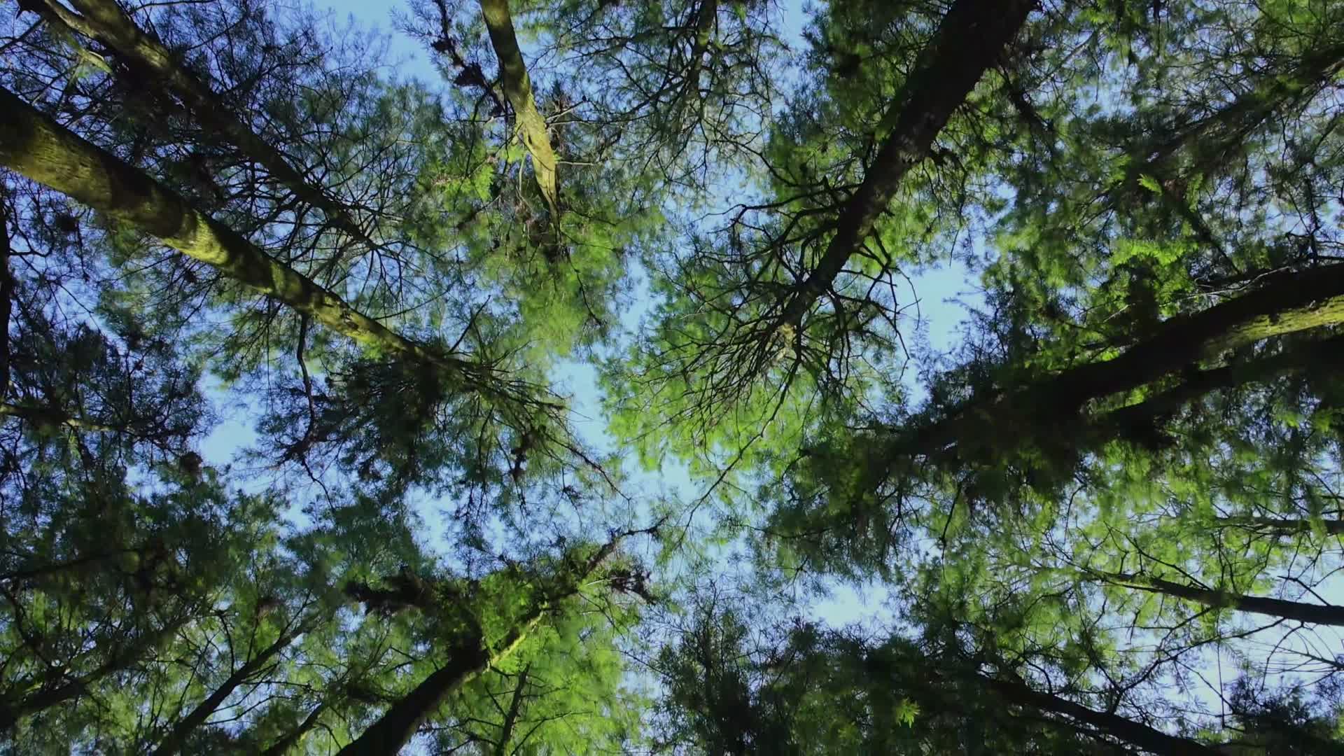 绿色森林阳光树林风景视频的预览图