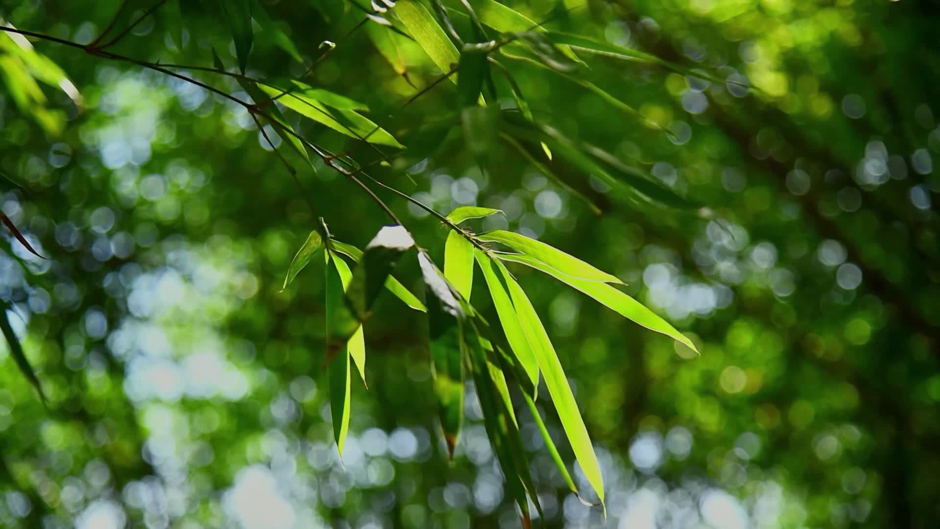 竹园竹叶竹林光影唯美意境视频的预览图