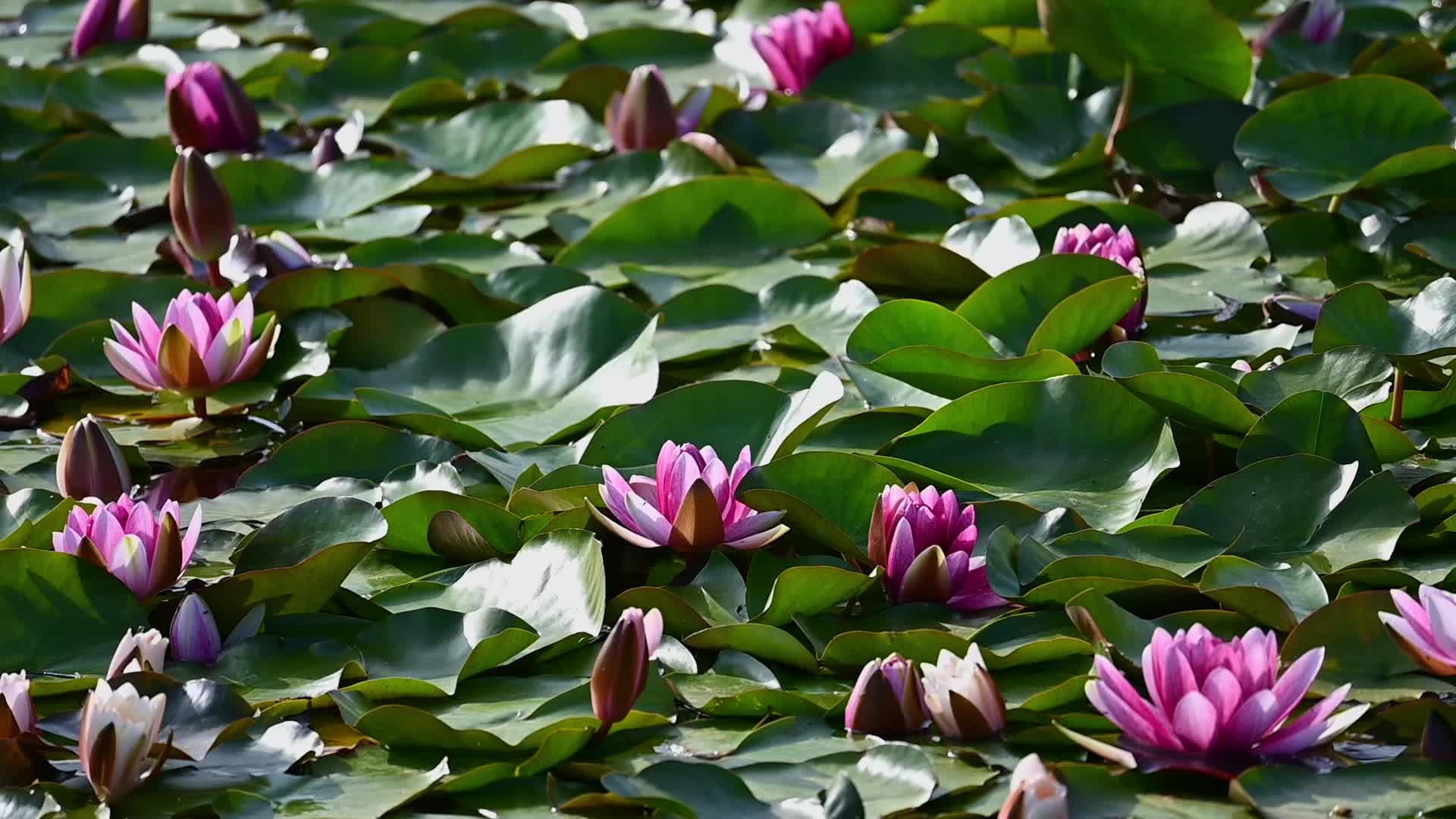 夏天池塘里盛开的睡莲在水流下摇动唯美慢镜视频的预览图