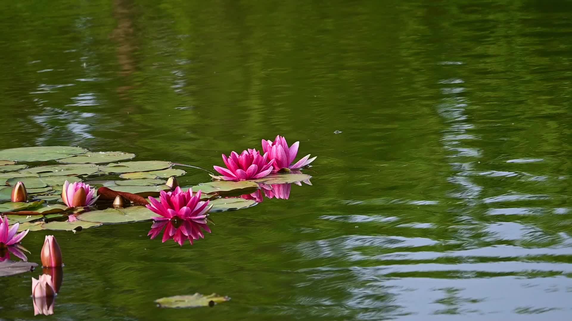 夏天池塘里盛开的睡莲在水流下摇动唯美慢镜视频的预览图
