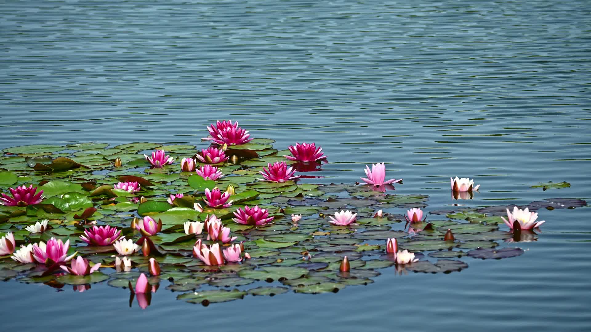 夏天池塘里盛开的睡莲在水流下摇动视频的预览图