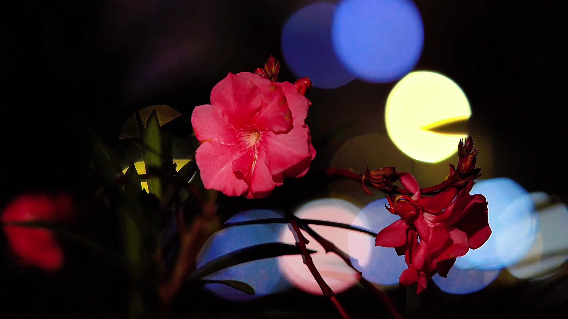 夜幕下的鲜花和大光斑特写镜头视频的预览图