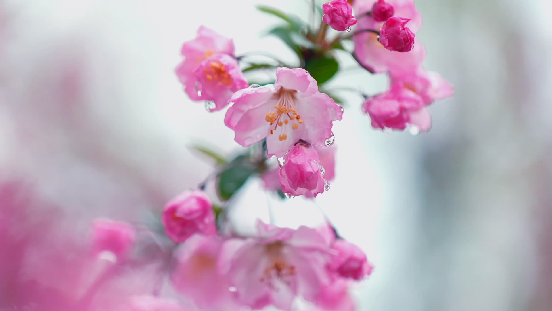 唯美粉色垂丝海棠鲜花视频的预览图