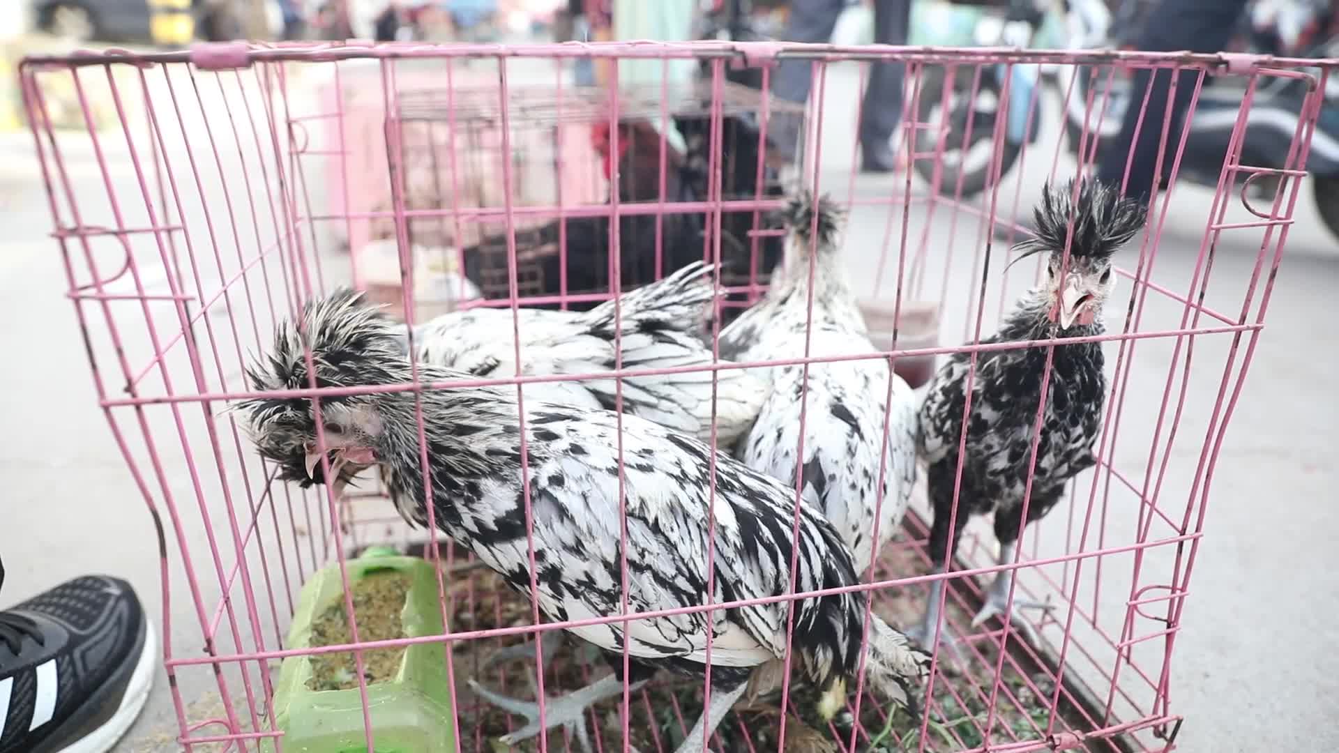 鹦鹉花鹦鹉彩色鹦鹉大集鸟市鹁鸽视频的预览图