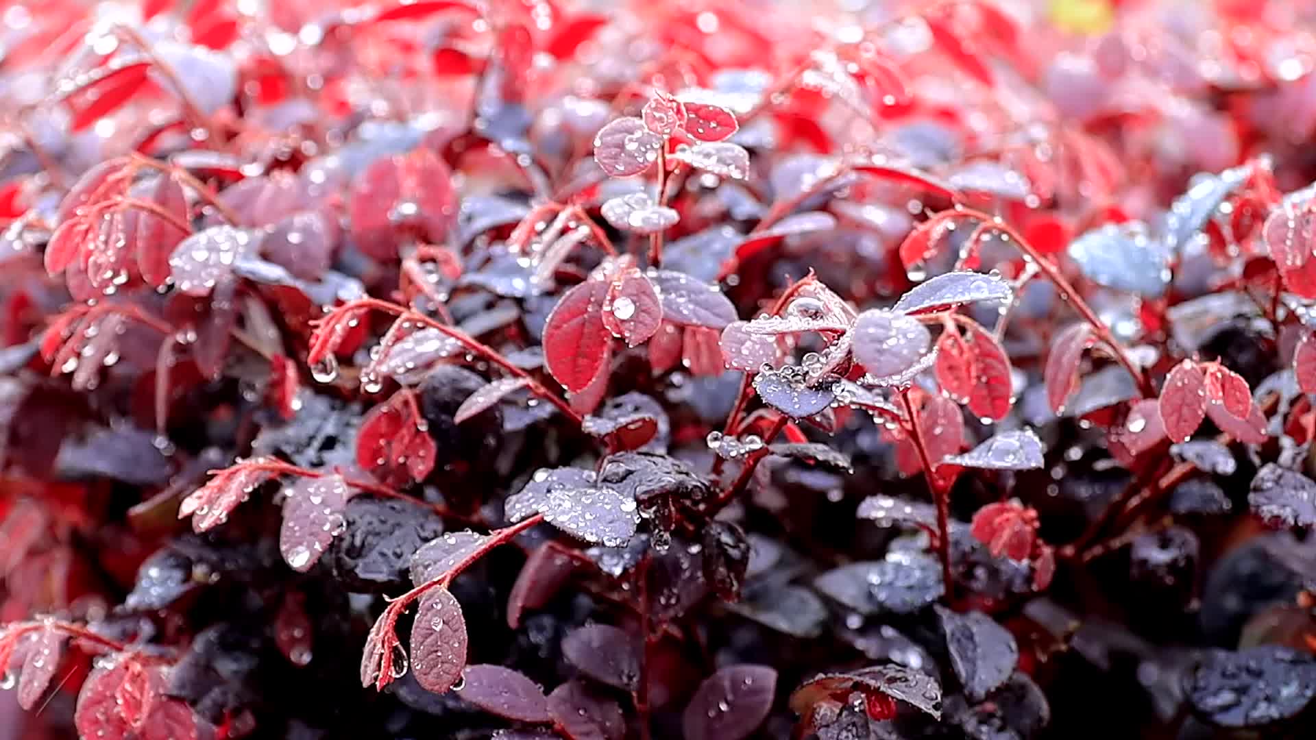 白天雨中园林红色植物缀满水珠高清视频的预览图