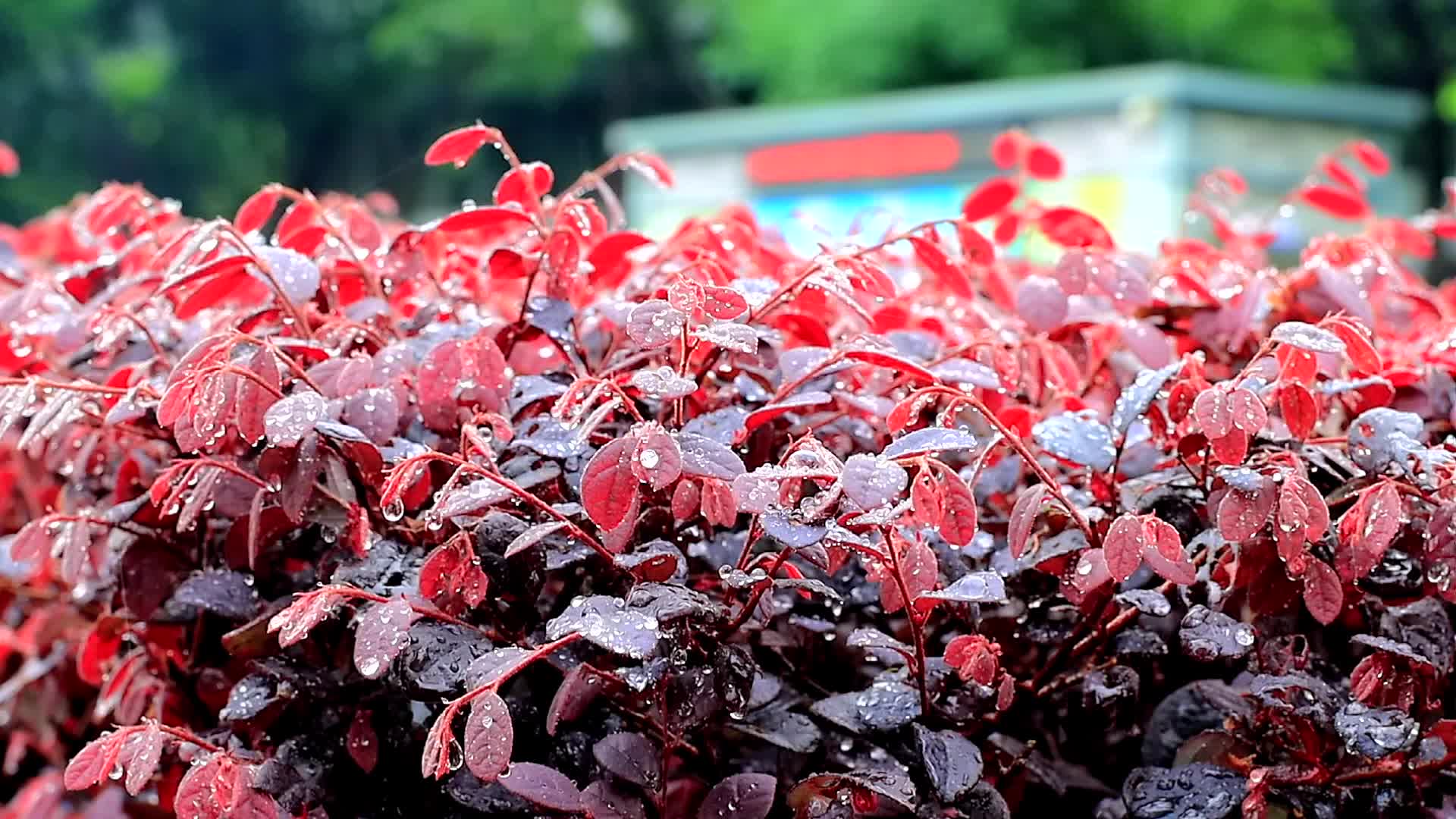 雨中园林红色植物缀满水珠雨水洒落高清视频的预览图