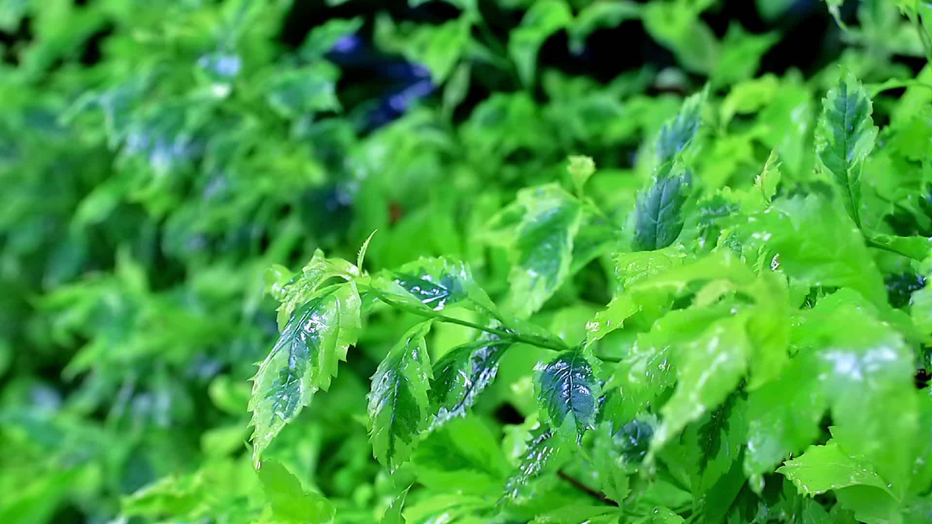 小雨微风中绿植和掉落的雨滴慢镜头高清视频的预览图