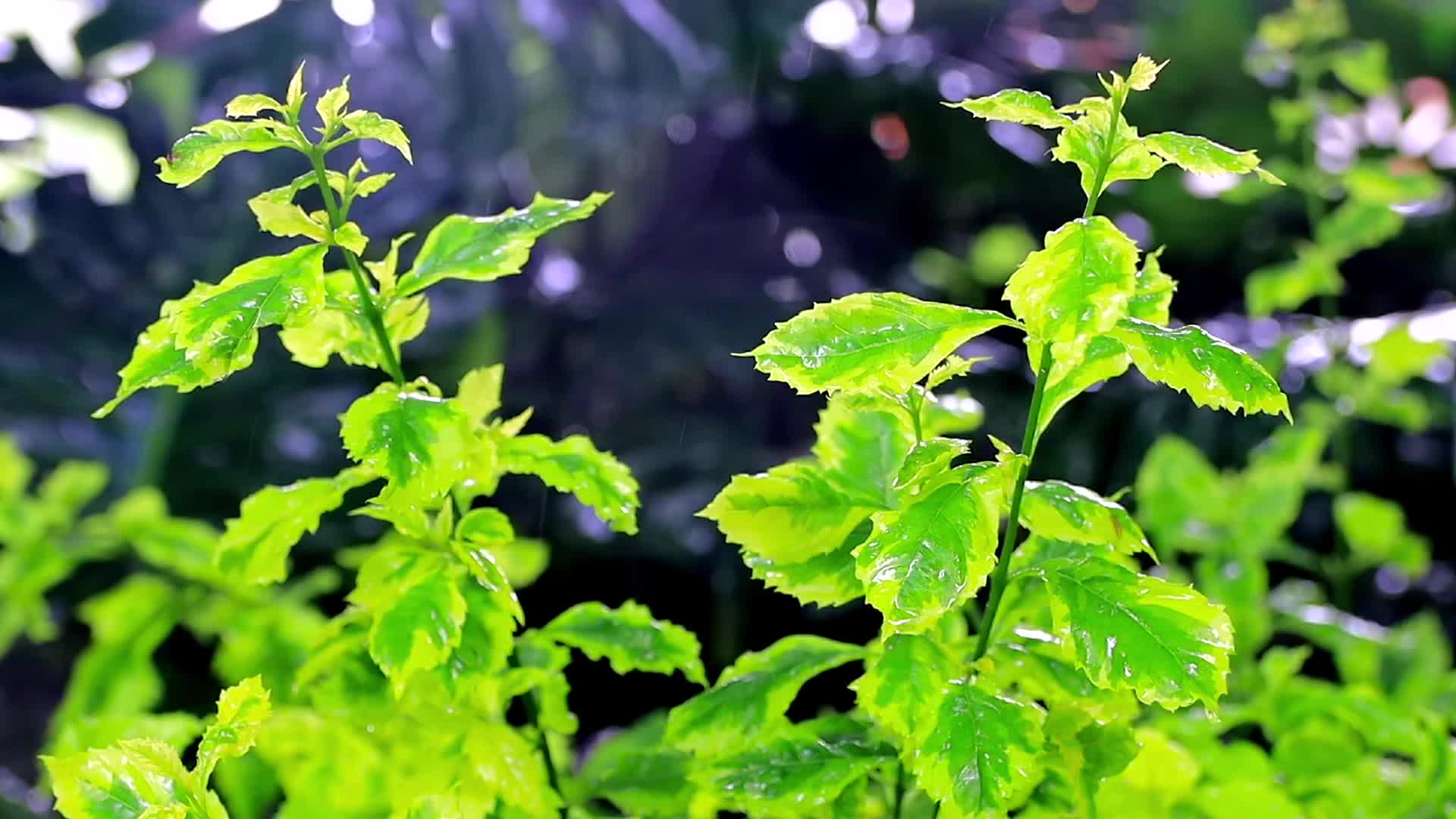 雨丝滴落夏季绿叶植物上的慢镜头高清视频的预览图