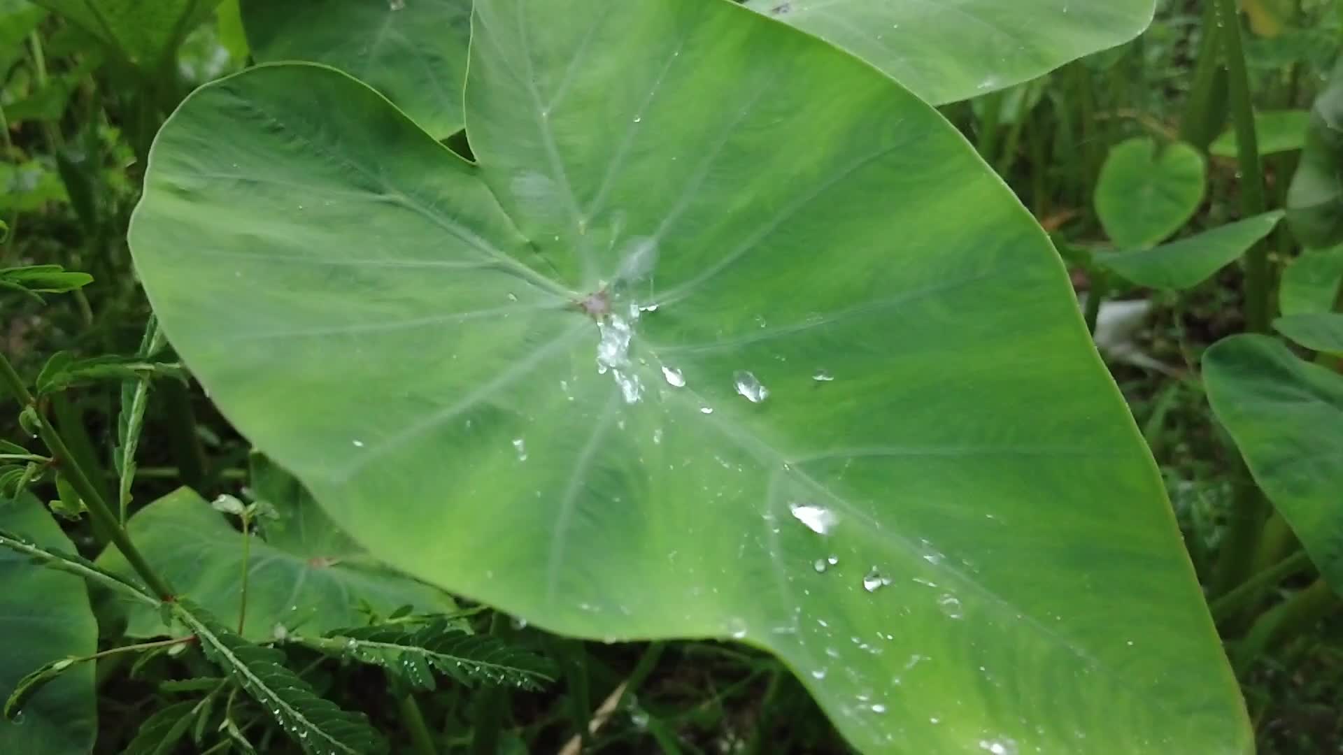 下雨雨水滴在植物上视频的预览图