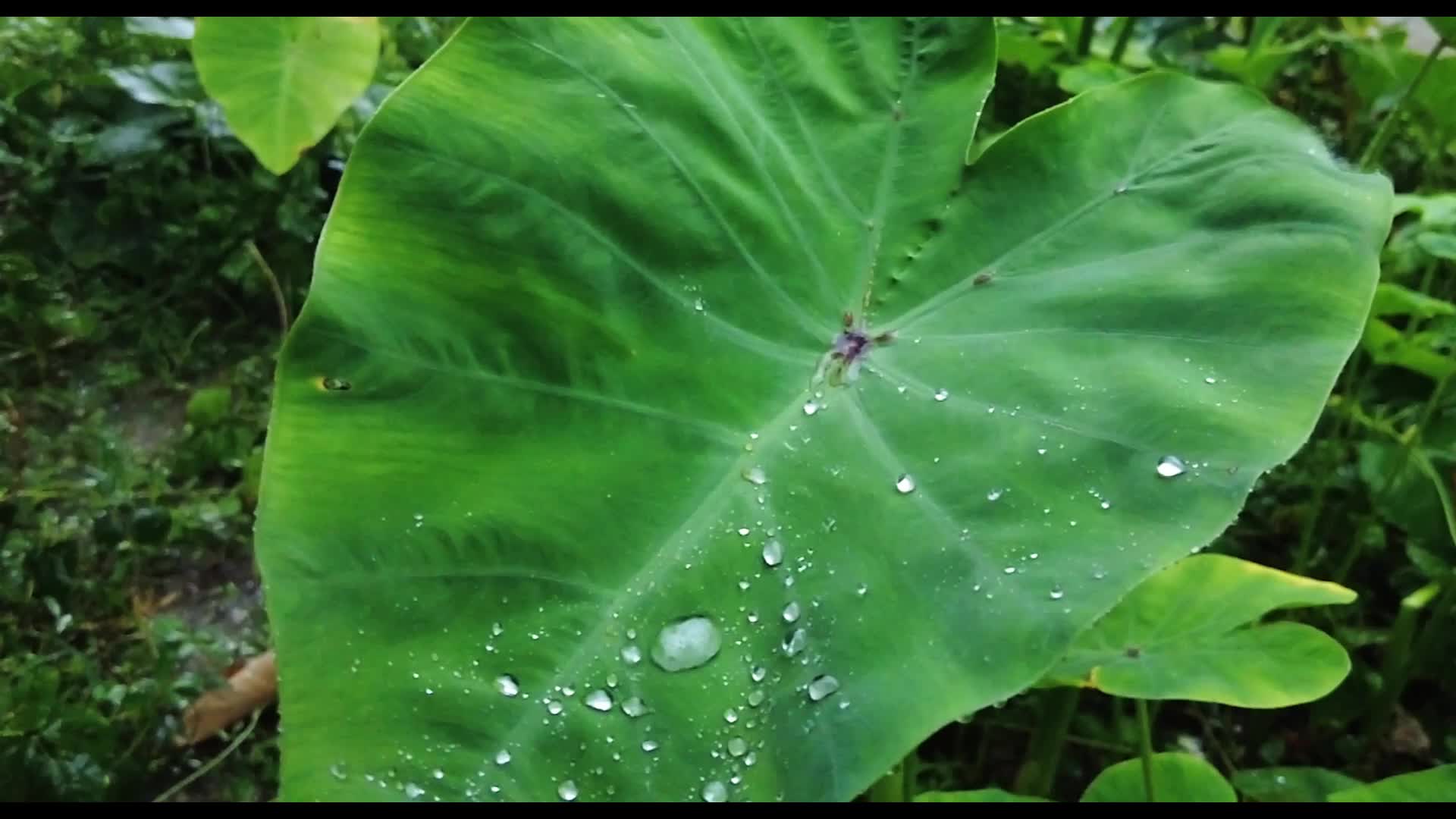 下雨雨水滴在植物上视频的预览图