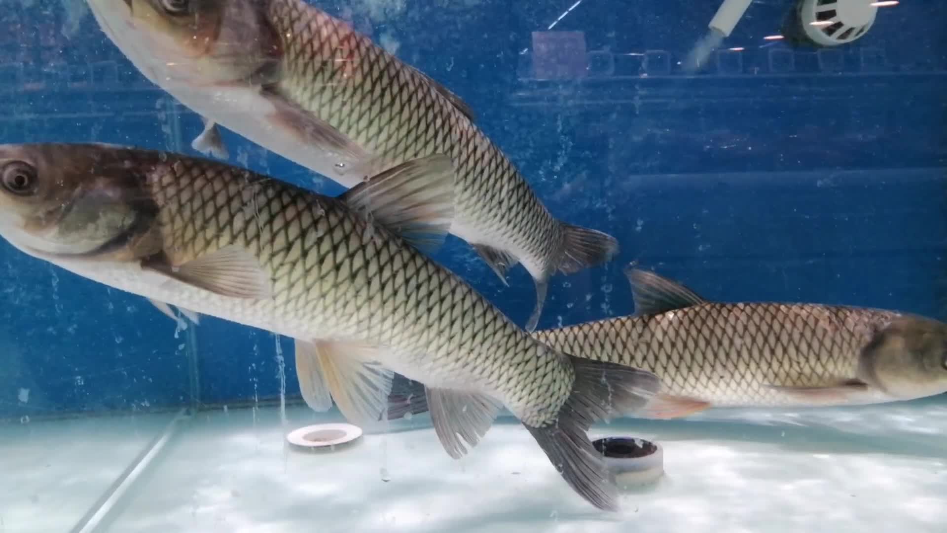 草鱼淡水鱼鱼缸水池气泡视频的预览图