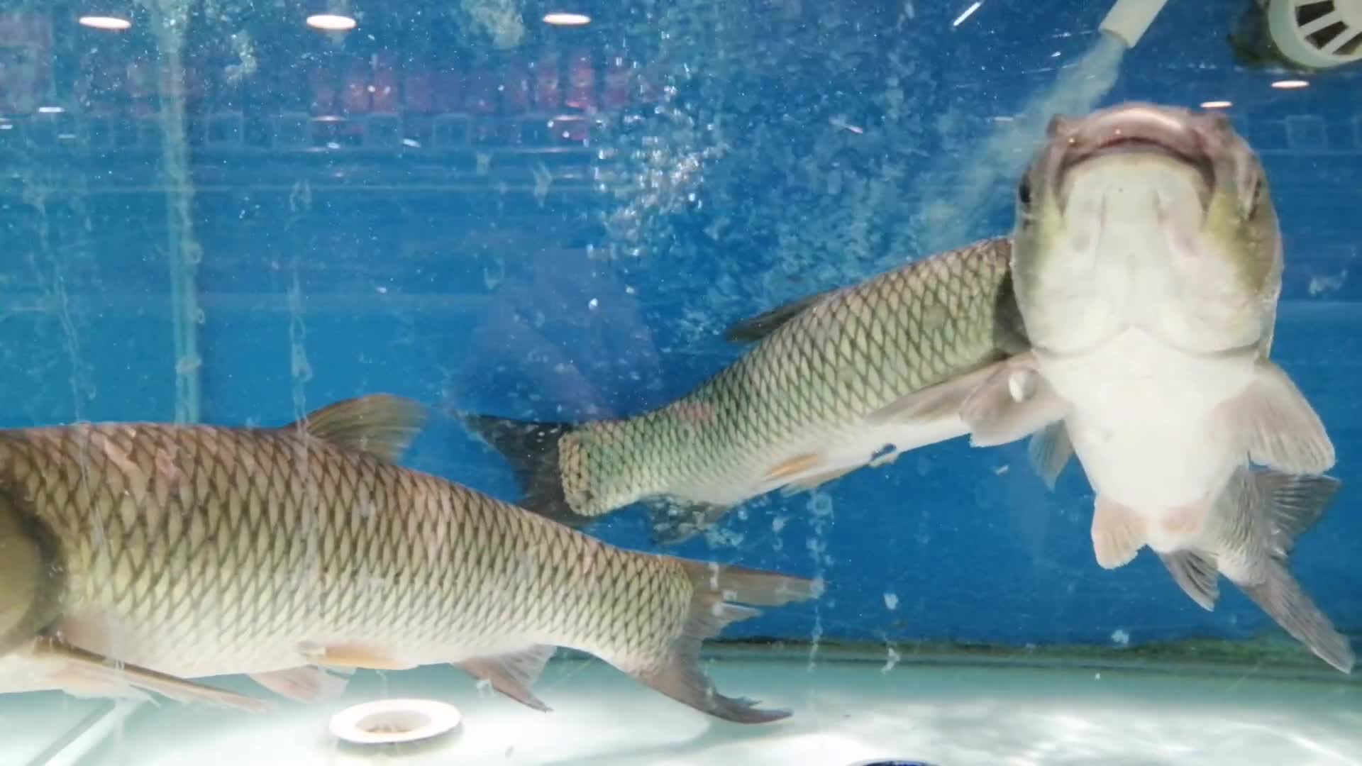 草鱼淡水鱼水池鱼缸气泡视频的预览图