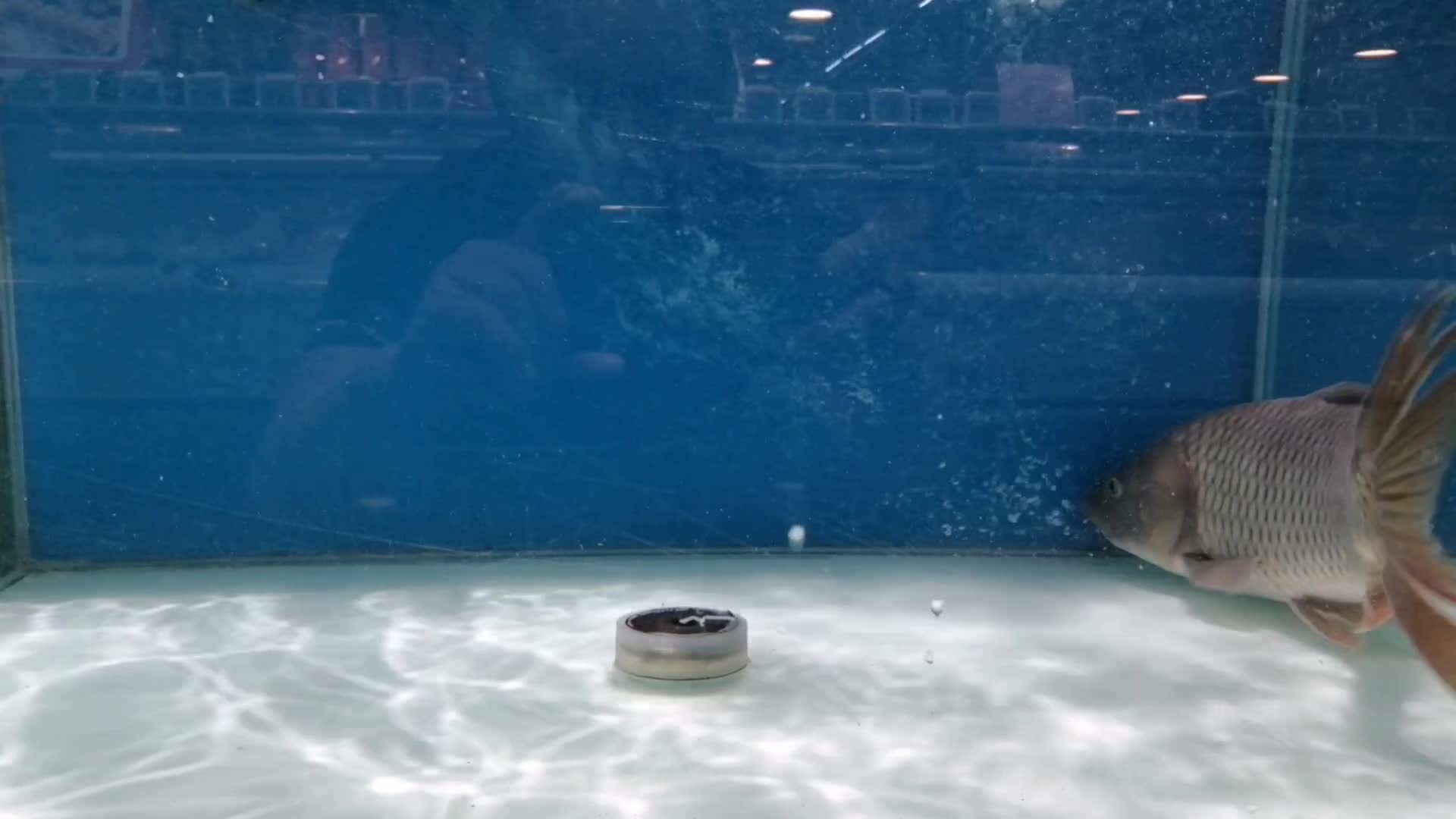 鲤鱼淡水鱼水池鱼缸水气泡视频的预览图