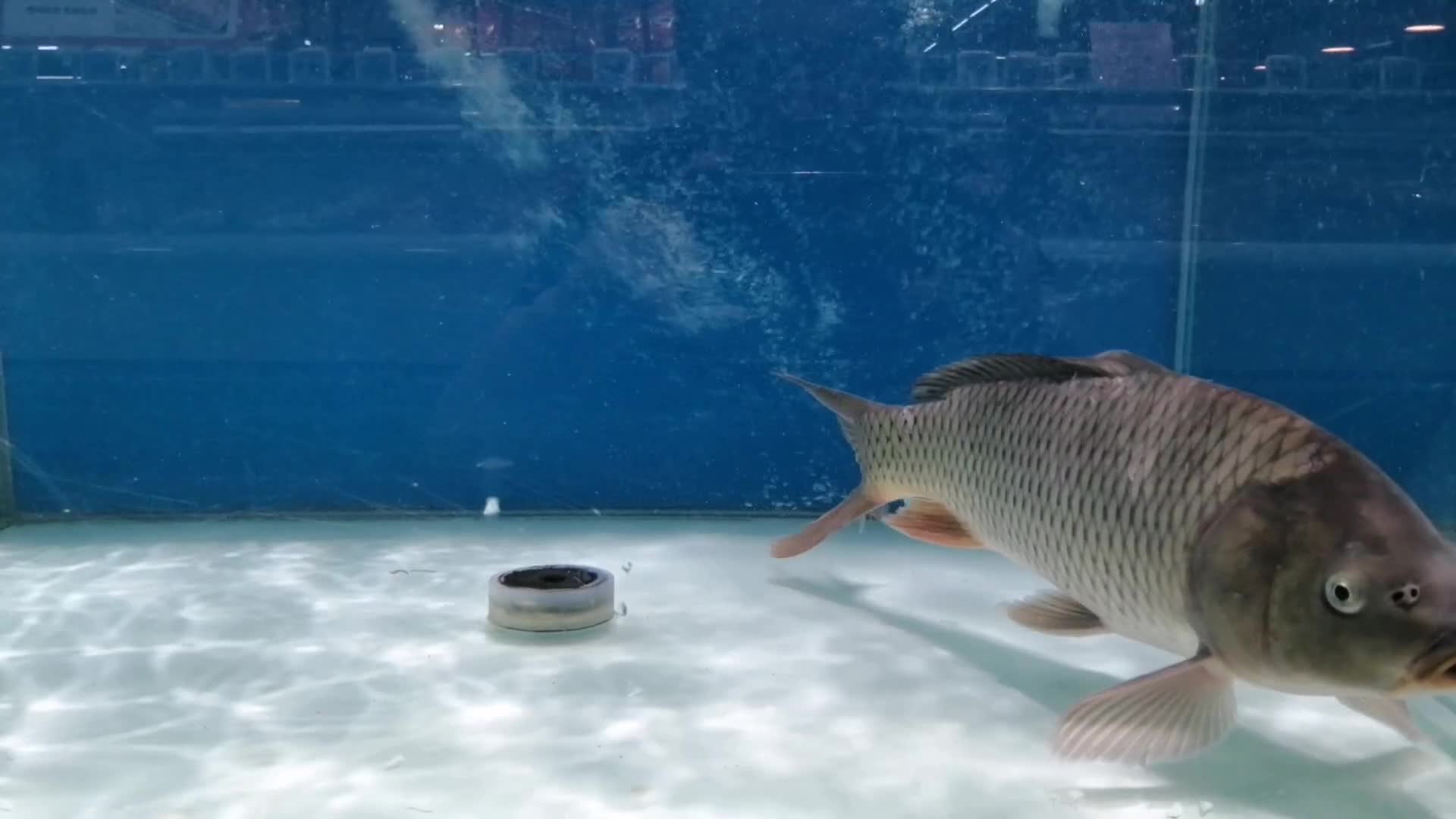 鲤鱼淡水鱼水池鱼缸水气泡视频的预览图