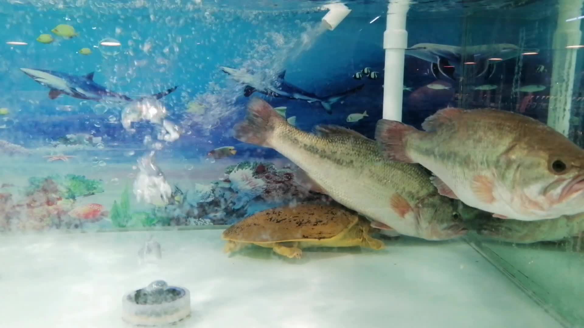 鲈鱼甲鱼鲢鱼淡水鱼水气泡视频的预览图