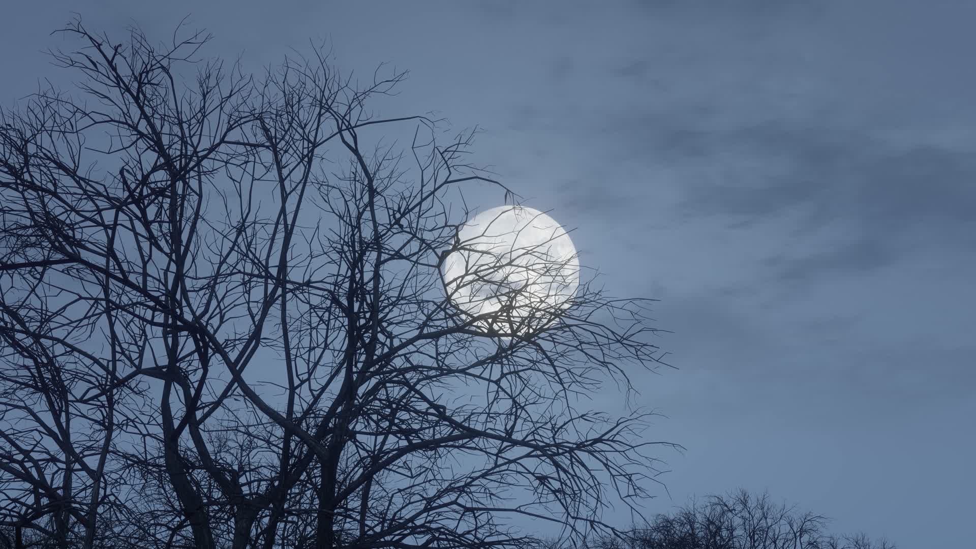 漆黑阴森的森林里升起月亮视频的预览图
