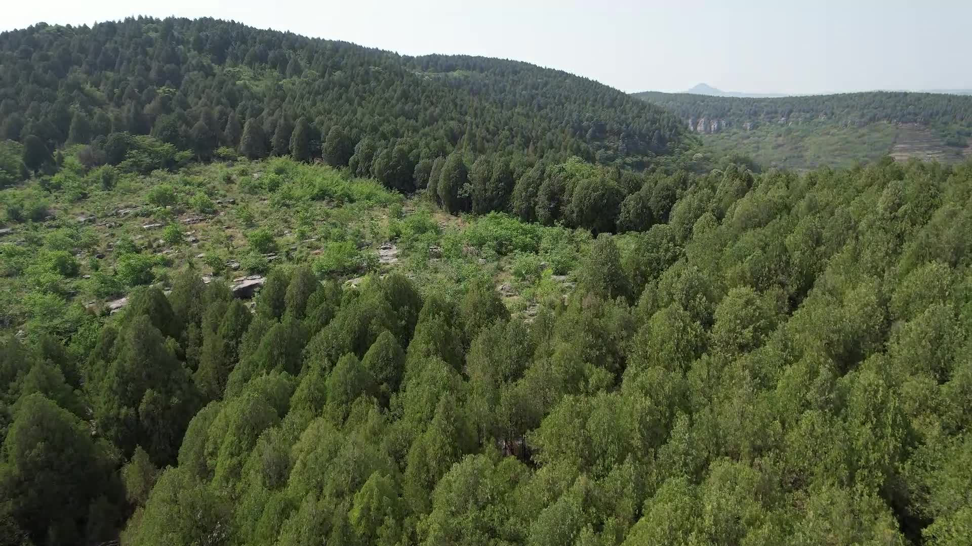 森林环保原始森林绿色森林航拍树木树清晨的森林薄雾森林森林风光航拍氧气氧吧环境保护视频的预览图