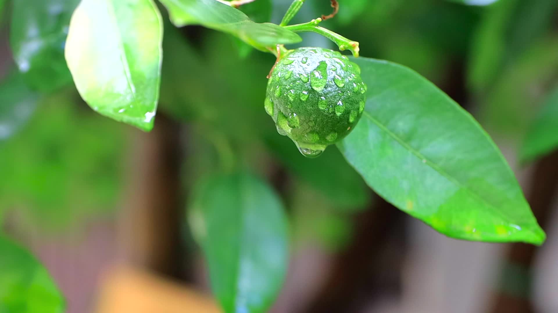 雨后微风枝头带水珠的香橼树青果实合集高清视频的预览图