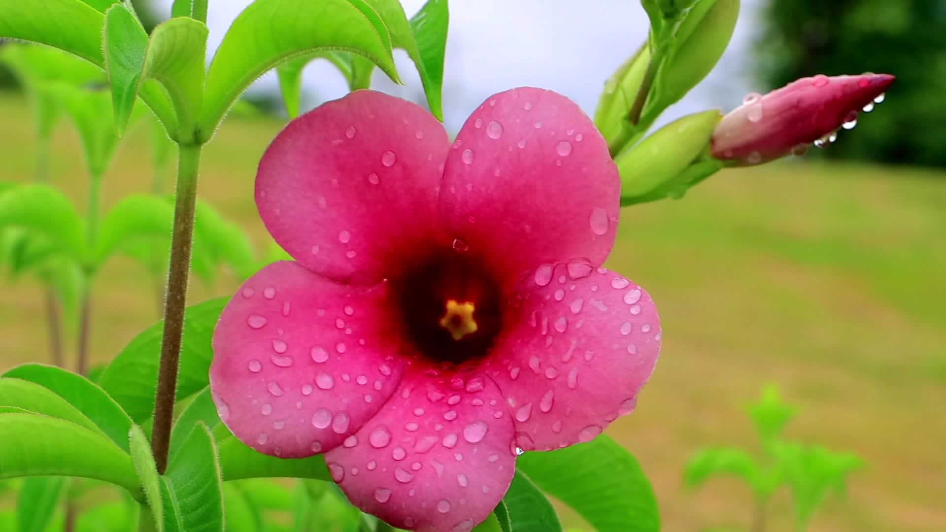 雨季过后盛开的紫蝉花高清合集视频的预览图