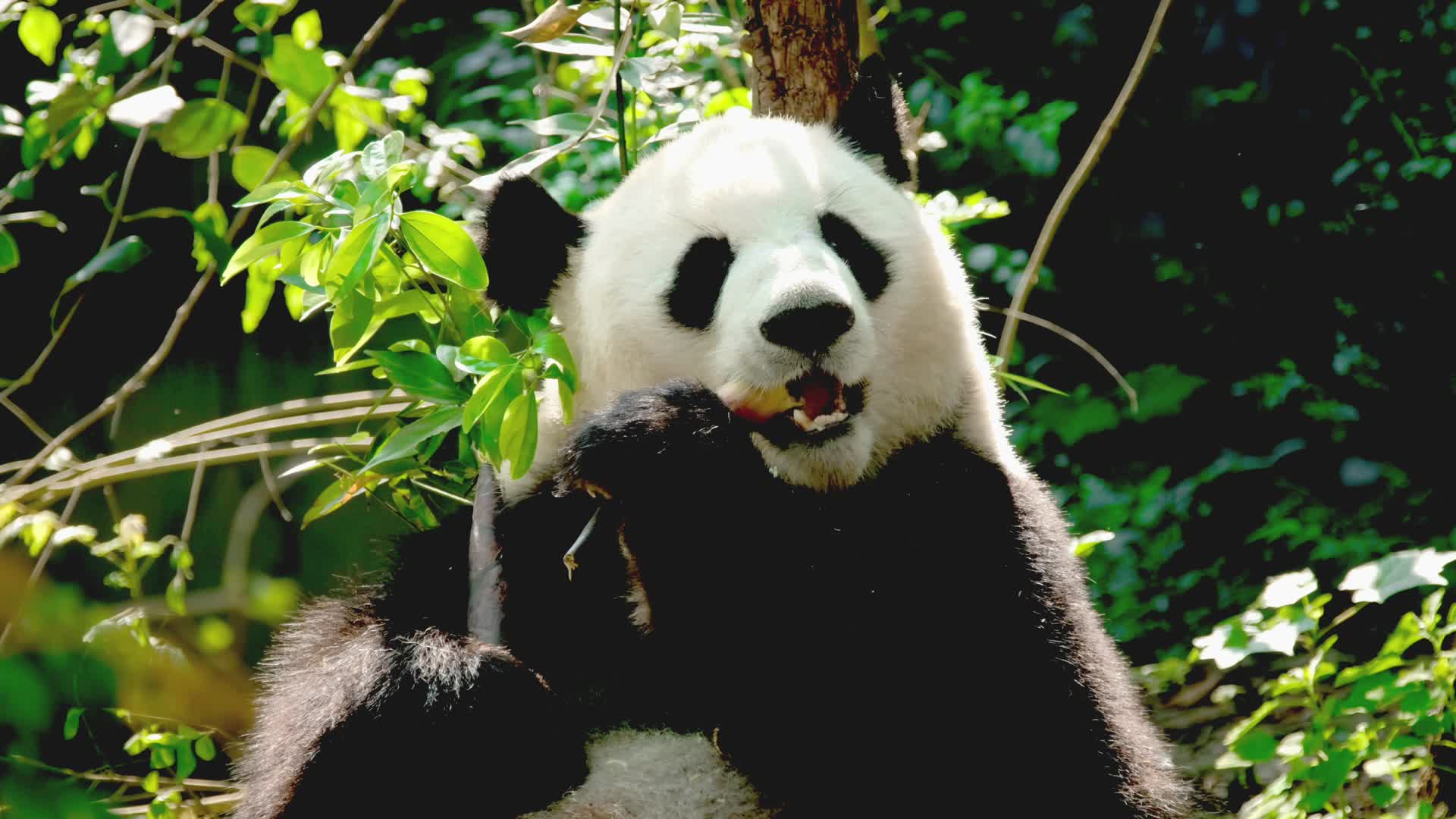 可爱国宝大熊猫吃竹子视频的预览图