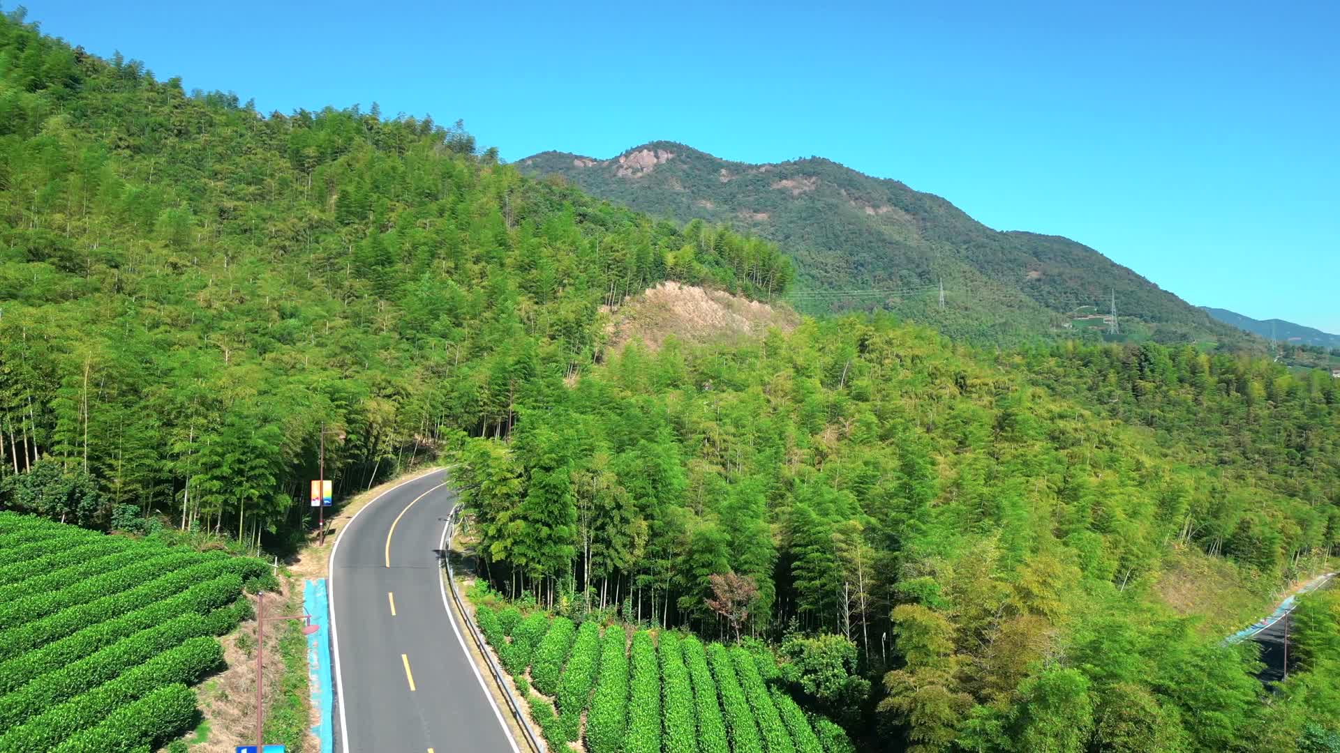 德清县莫干山庾村风景区大自然茶园水杉树视频的预览图