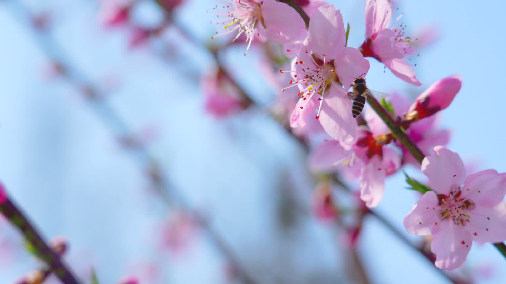 春天桃花盛开蜜蜂采蜜溪水香浦视频的预览图