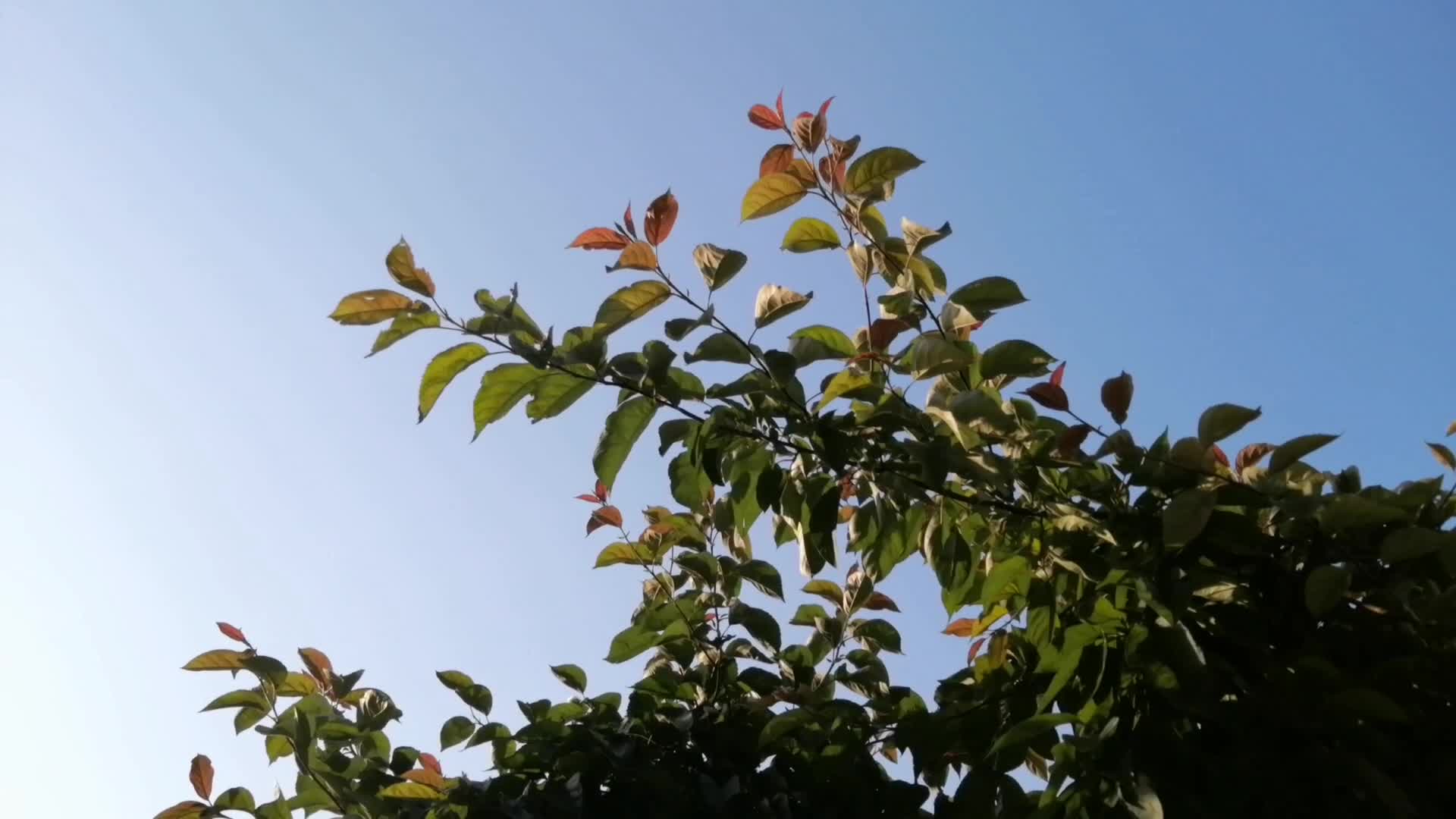 微风吹动树叶视频的预览图