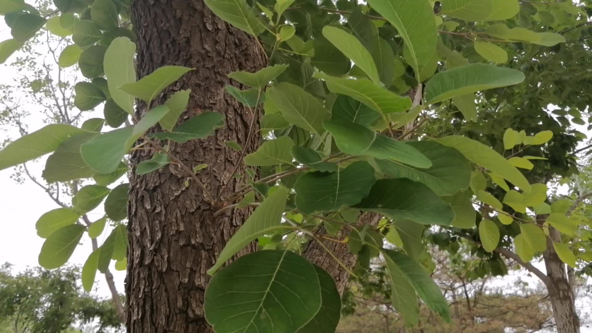 微风吹动树叶视频的预览图