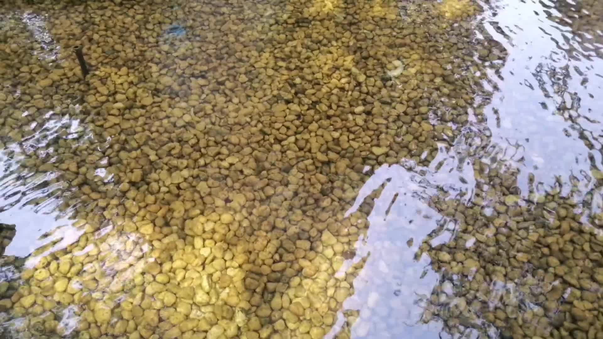 流动的溪水鹅卵石小石子视频的预览图