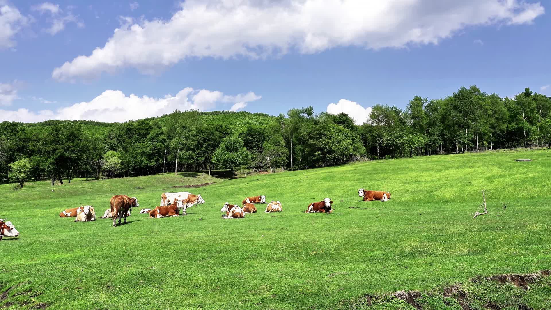 农村牧场视频的预览图