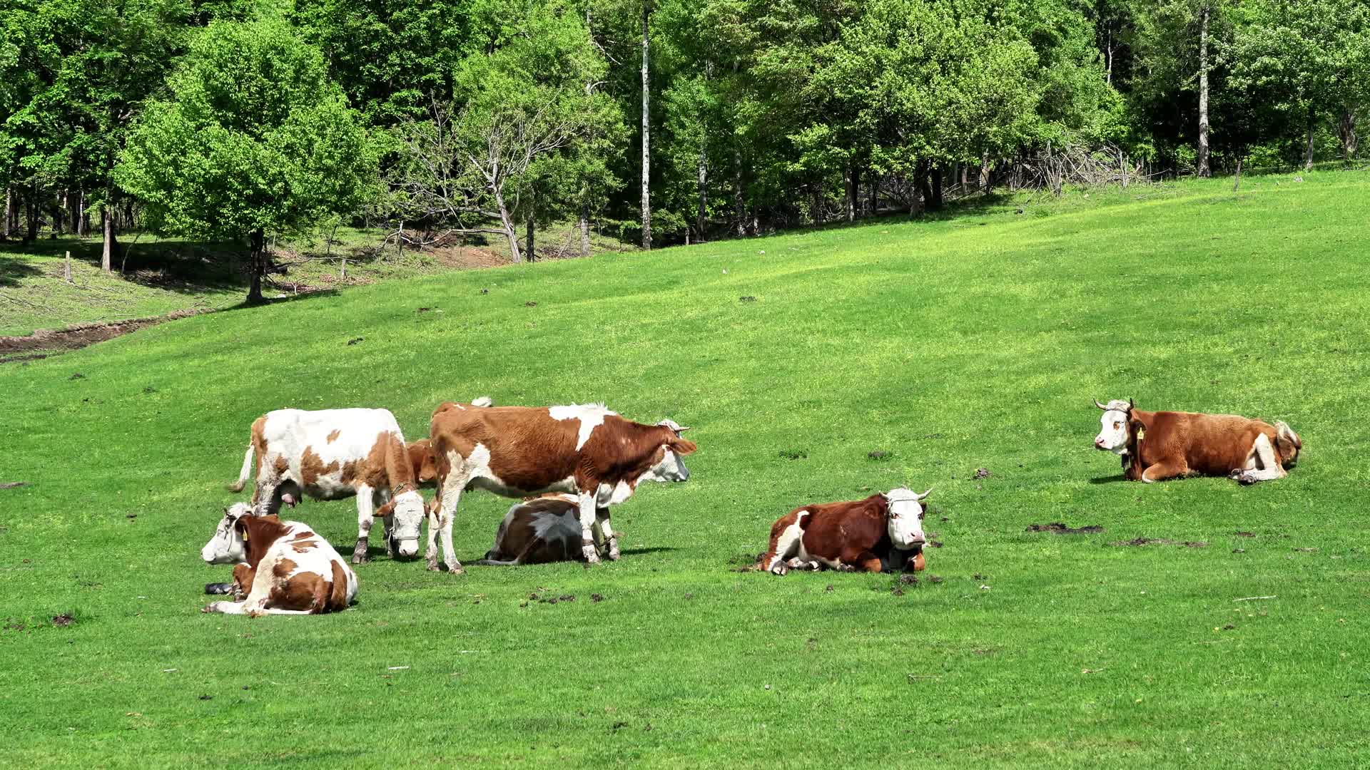 乡村生活农村牧场视频的预览图